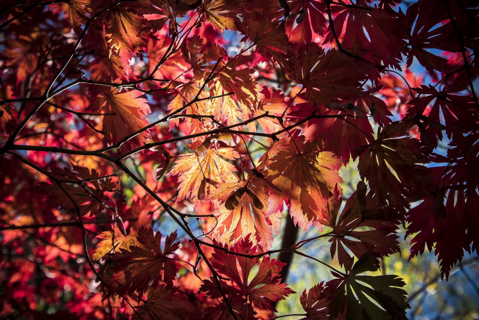 Canon EOS 1300D (EOS Rebel T6 / EOS Kiss X80) sample photo. Maple, autumn, leaf photography