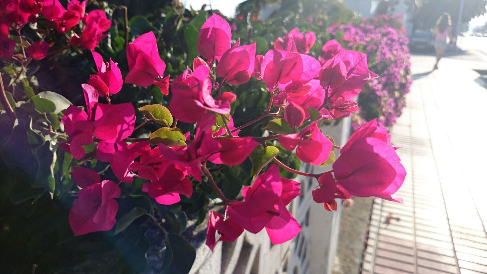 Sony Xperia Z1 sample photo. Pink, flowers, garden photography