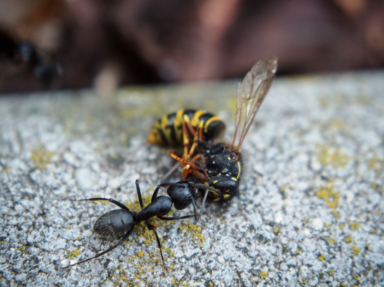 Olympus OM-D E-M10 sample photo. Ant, wasp, insect photography