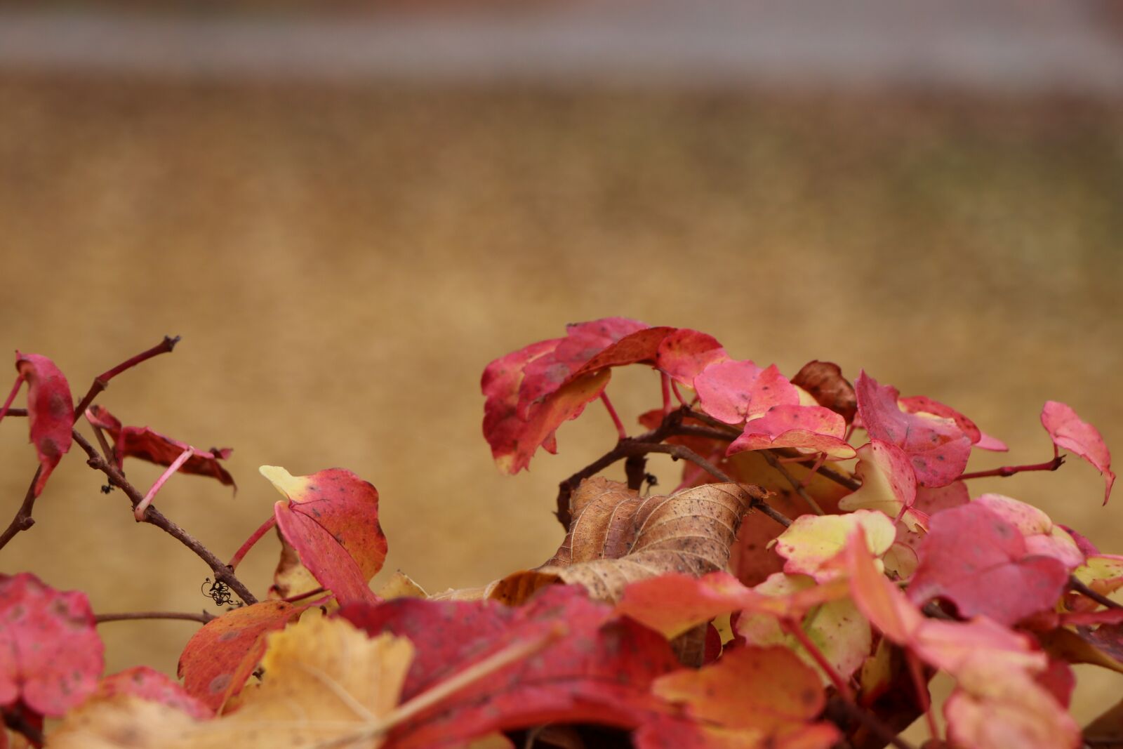 Canon EF-S 18-135mm F3.5-5.6 IS USM sample photo. Autumn, colorful, red photography