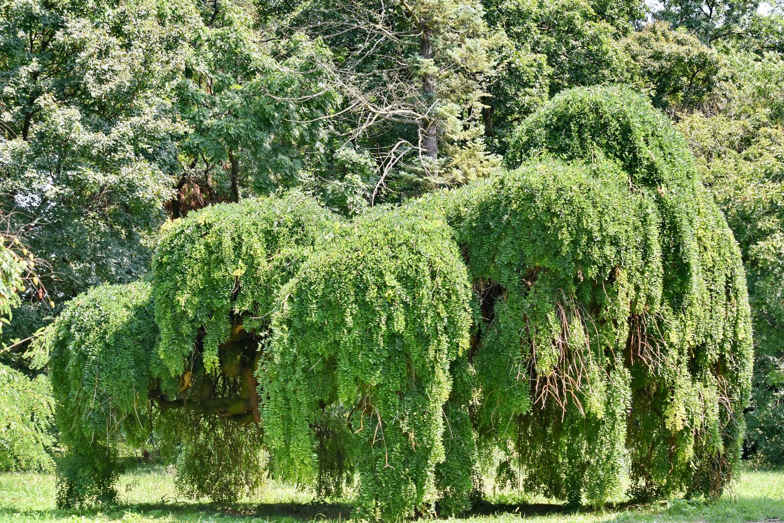 Nikon D5500 sample photo. Greenery, tree, nature, plant photography
