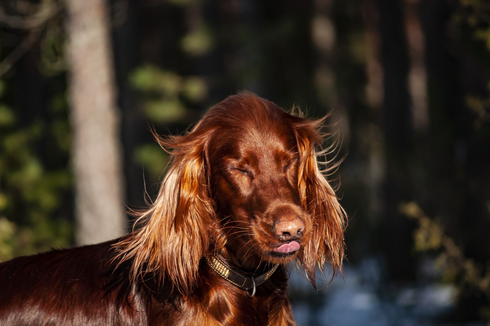 Nikon D5000 sample photo. Irish setter, setter, dog photography