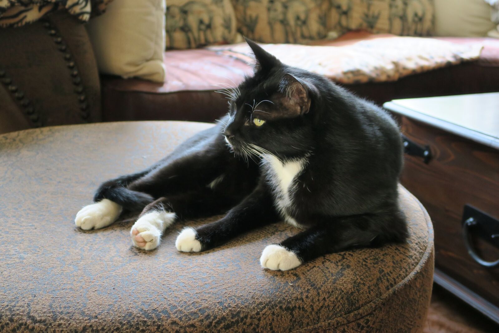 Canon PowerShot G7 X sample photo. Cat, black, black and photography