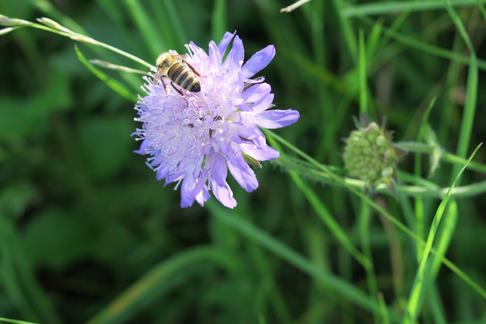 Canon PowerShot G3 X sample photo. Bee, flower, nature photography