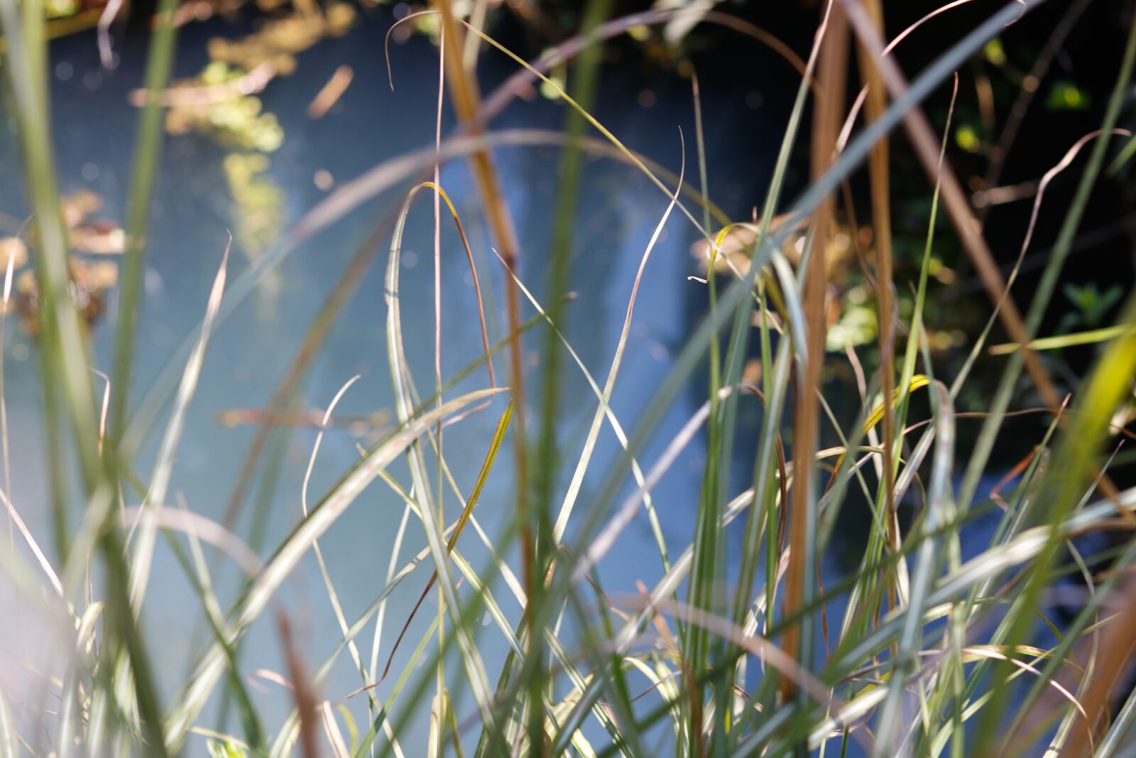 Canon EOS 750D (EOS Rebel T6i / EOS Kiss X8i) sample photo. Nature, forest, green leaves photography