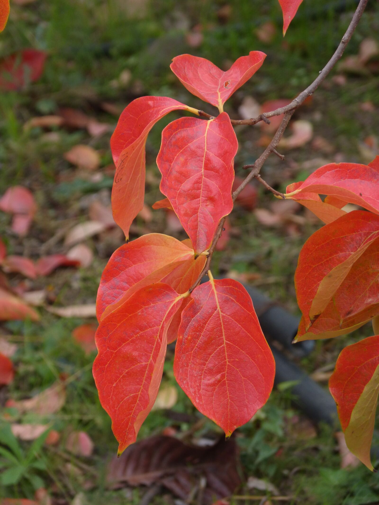 Panasonic DMC-FZ62 sample photo. Leaves, rosewood, red leaves photography