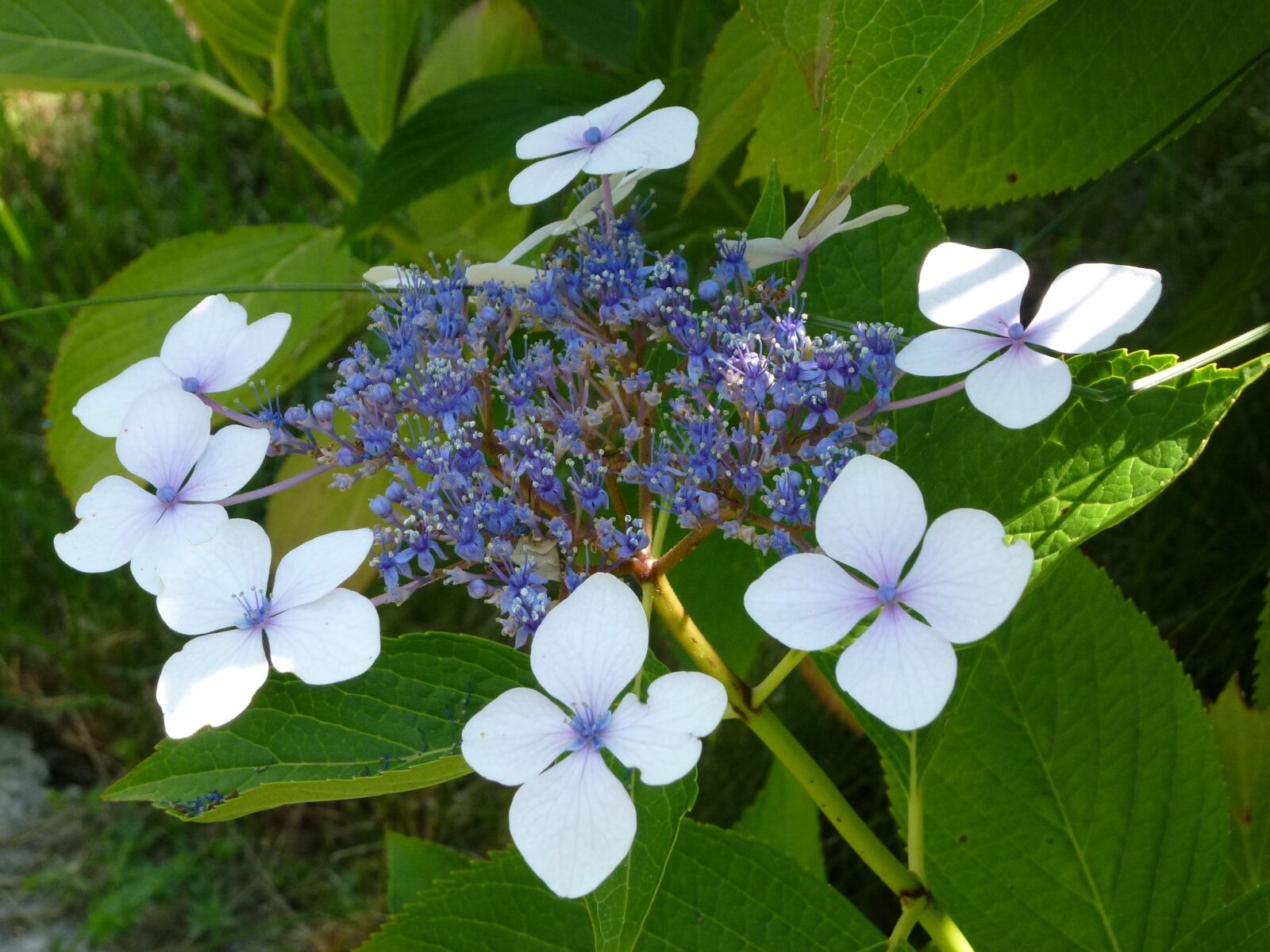 Panasonic Lumix DMC-ZS10 (Lumix DMC-TZ20 / Lumix DMC-TZ22) sample photo. Hydrangea, flower, plant photography