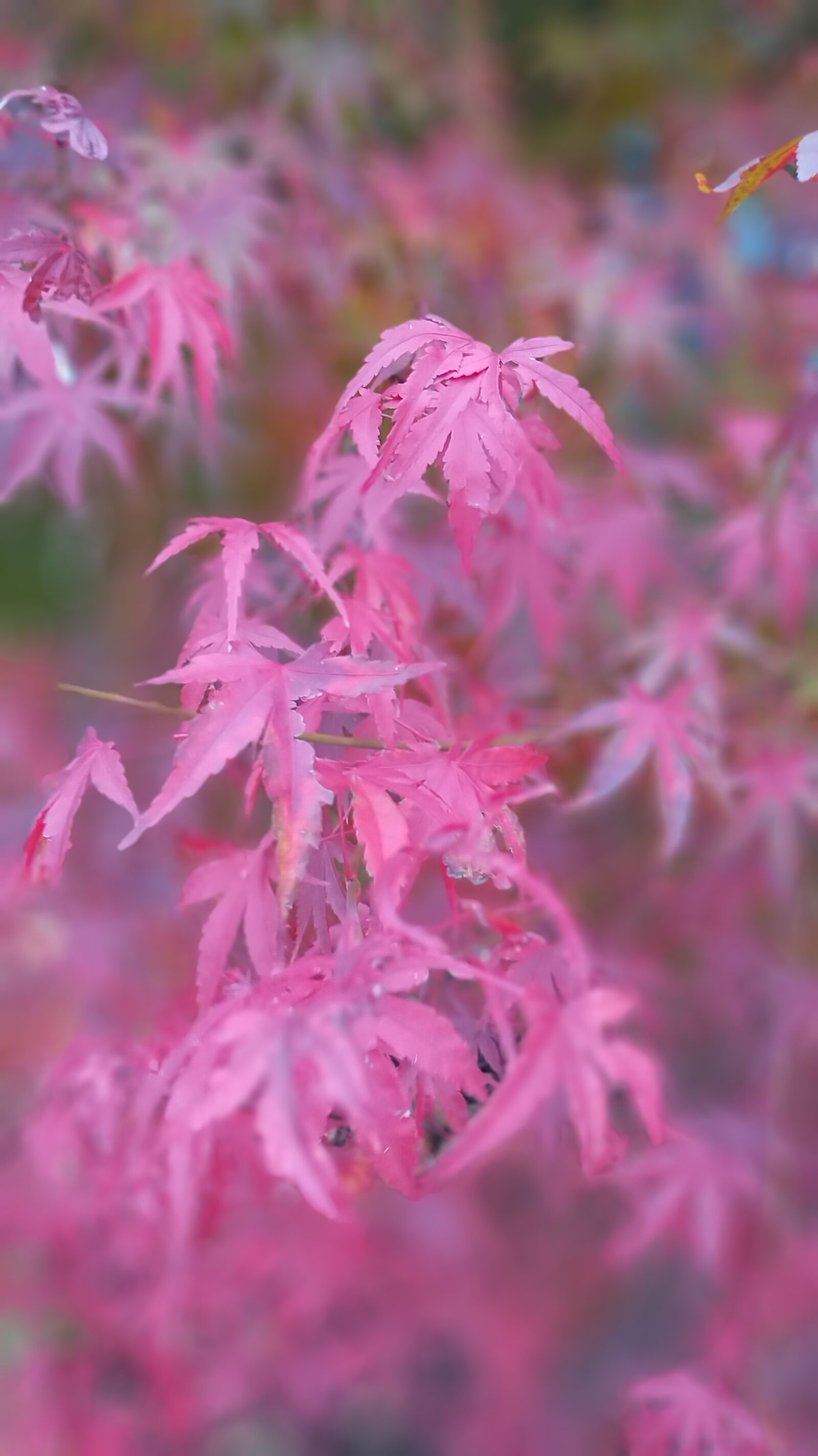 Samsung Galaxy A9 (2018) sample photo. Leaf, maple, japanese photography