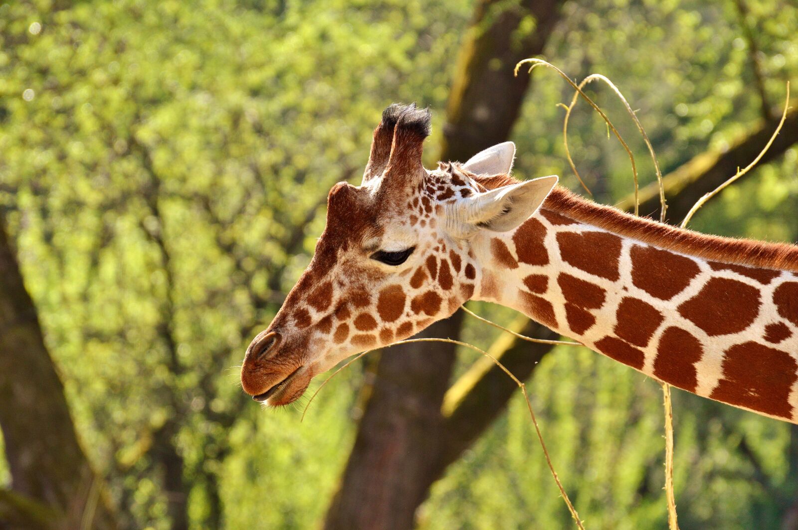 Nikon D3200 sample photo. Giraffe, wild animal, stains photography