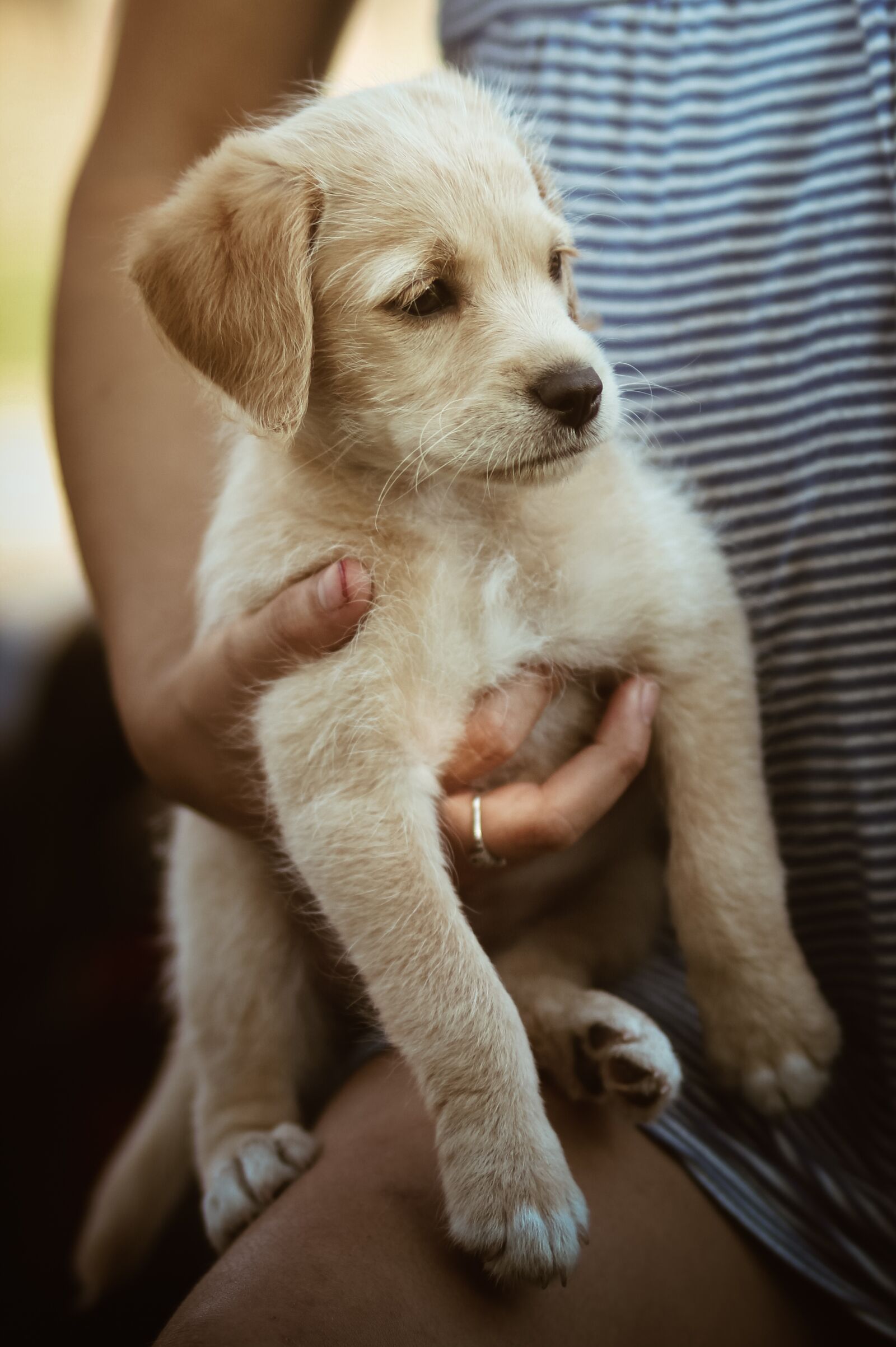 Canon EOS 600D (Rebel EOS T3i / EOS Kiss X5) sample photo. Labrador, puppy, dog photography