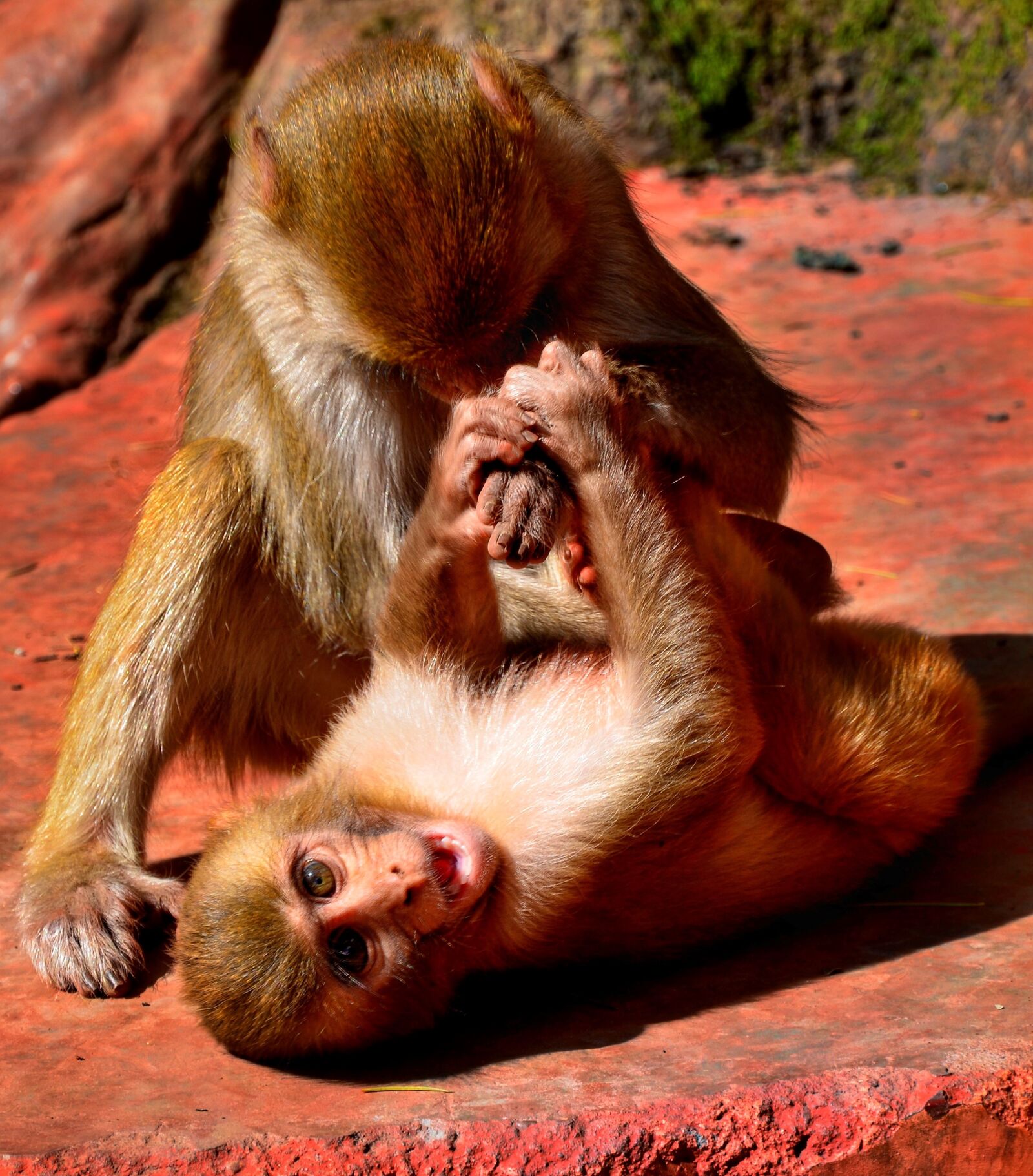 Nikon D5100 sample photo. Young, monkey, play photography