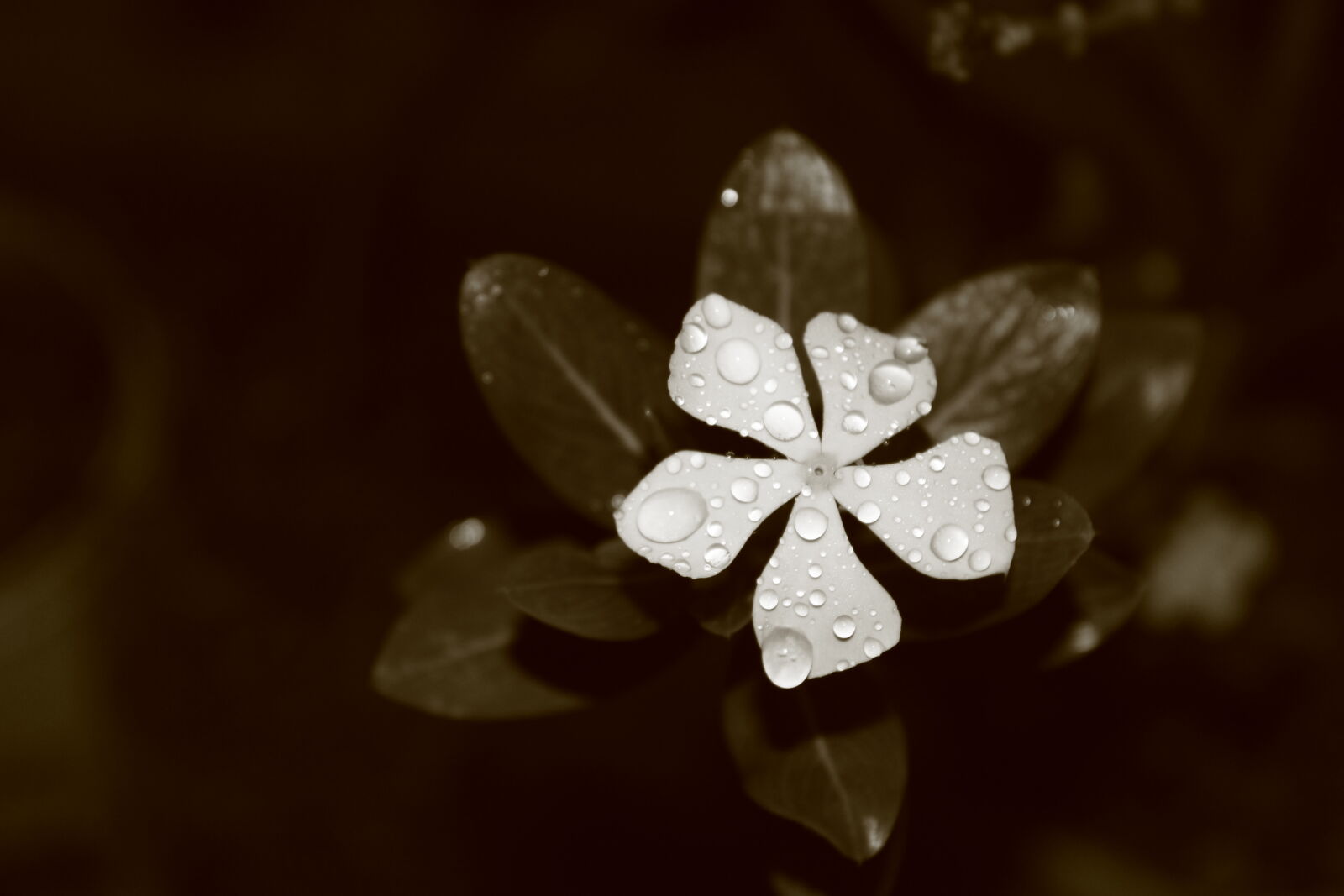 Canon EOS 700D (EOS Rebel T5i / EOS Kiss X7i) sample photo. Click, of, babl photography