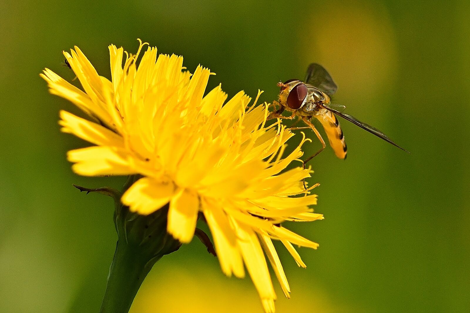Nikon D5200 sample photo. Blossom, bloom, hoverfly photography