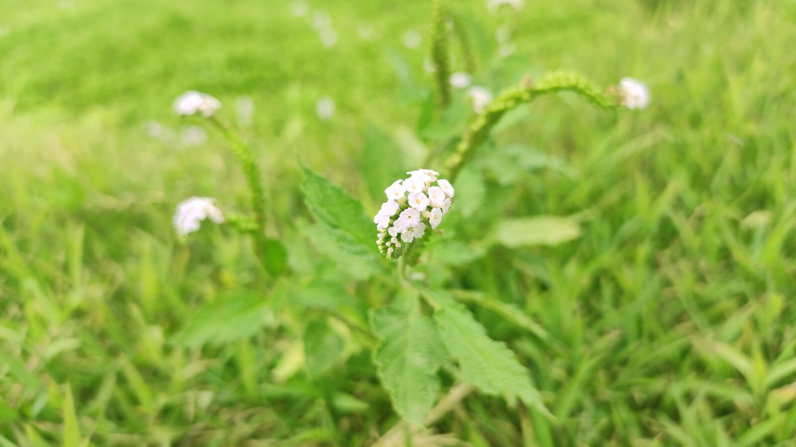 Xiaomi Redmi Note 7 Pro sample photo. Flower, green, nature photography