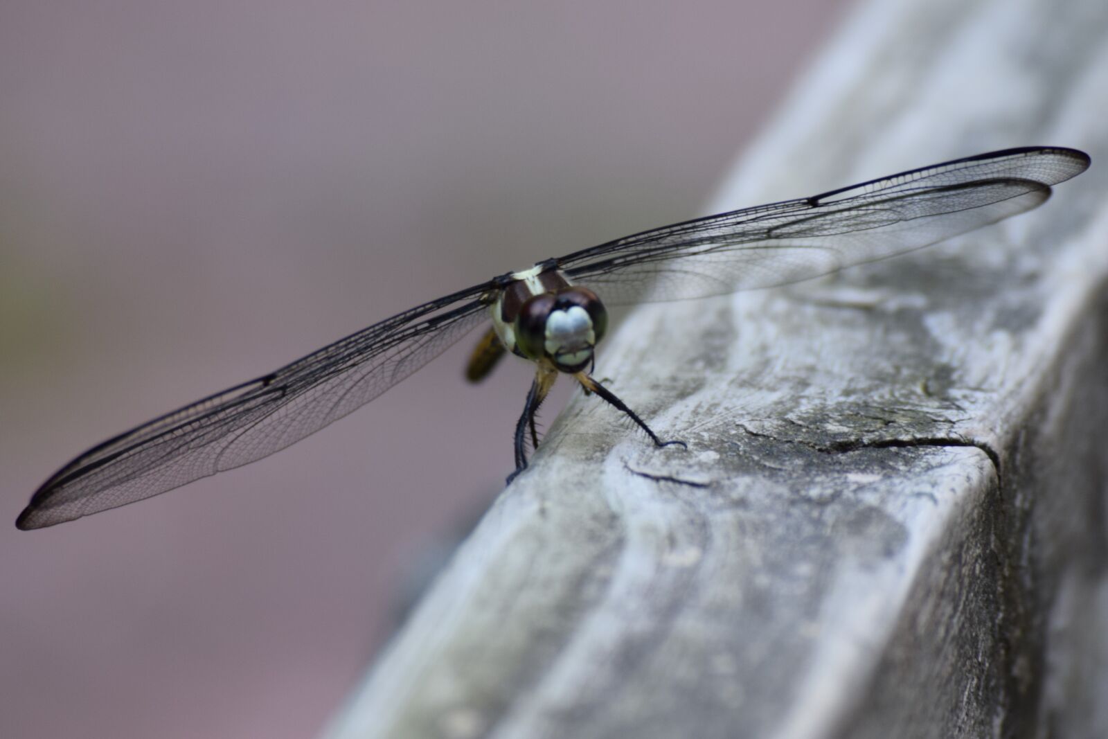 Nikon D3300 sample photo. Dragon fly, insect, flying photography