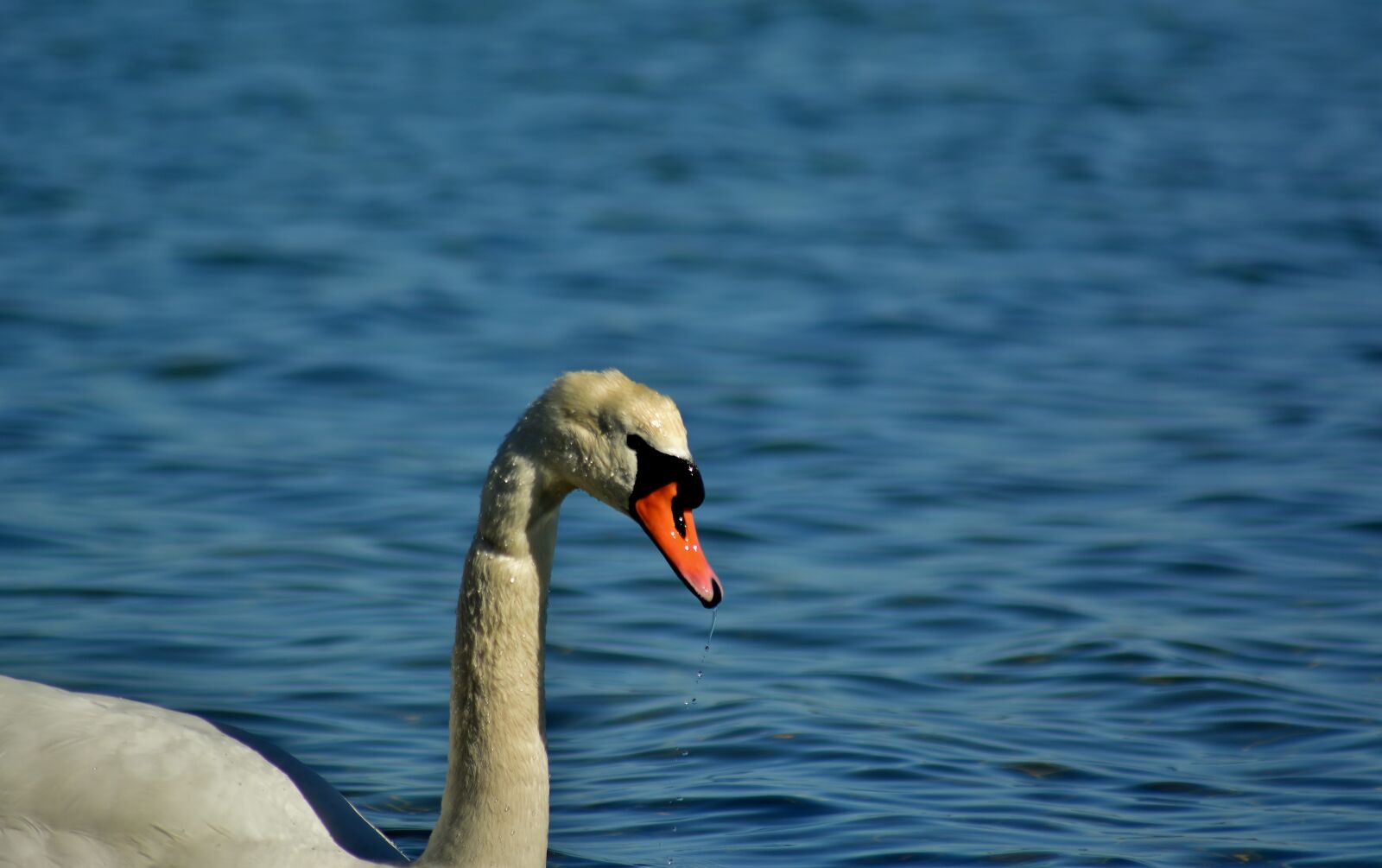 Nikon D5200 sample photo. Swan, baltic sea, nature photography