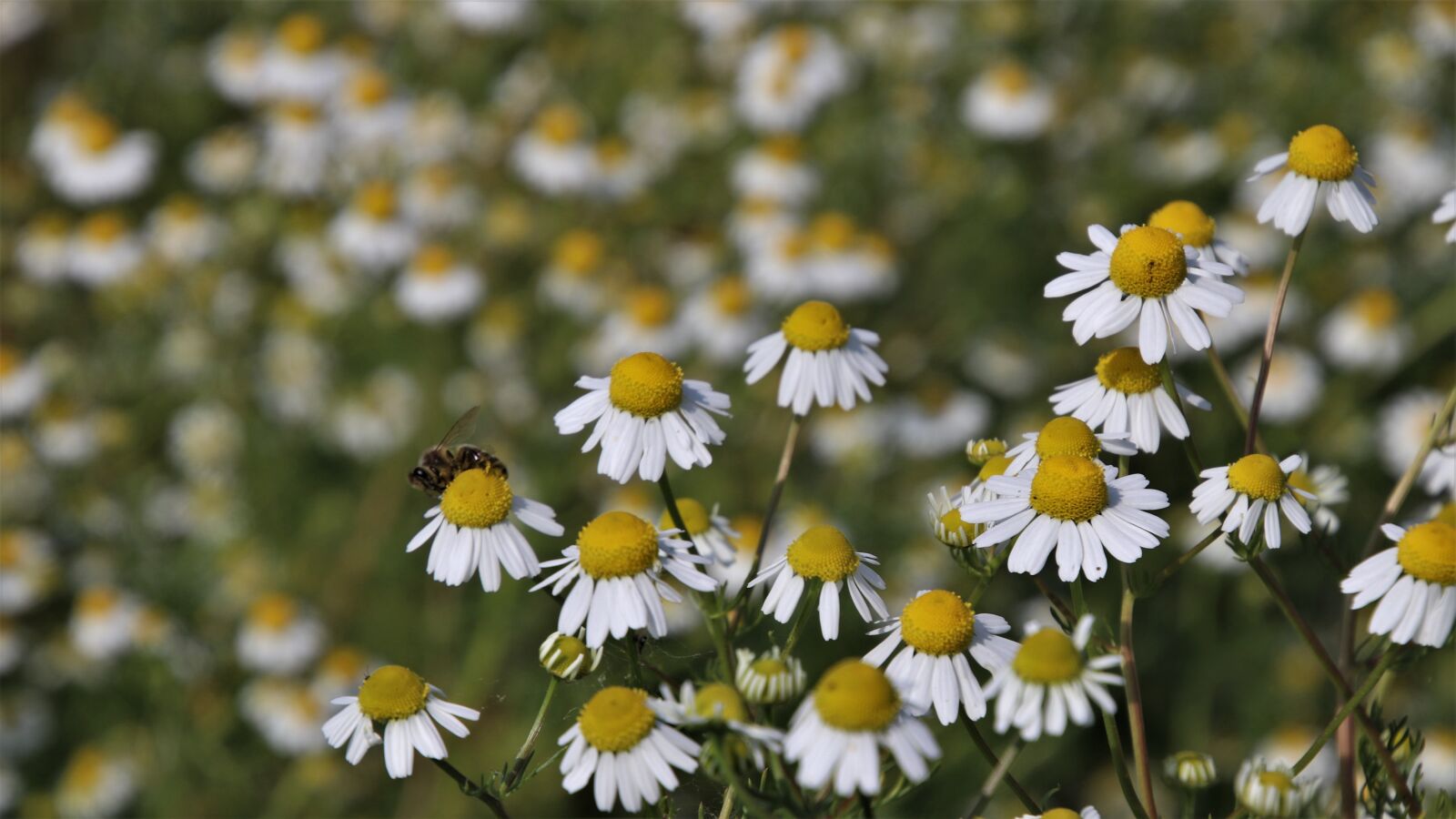 Canon EOS 80D sample photo. Wildflowers, wild flowers, margarita photography