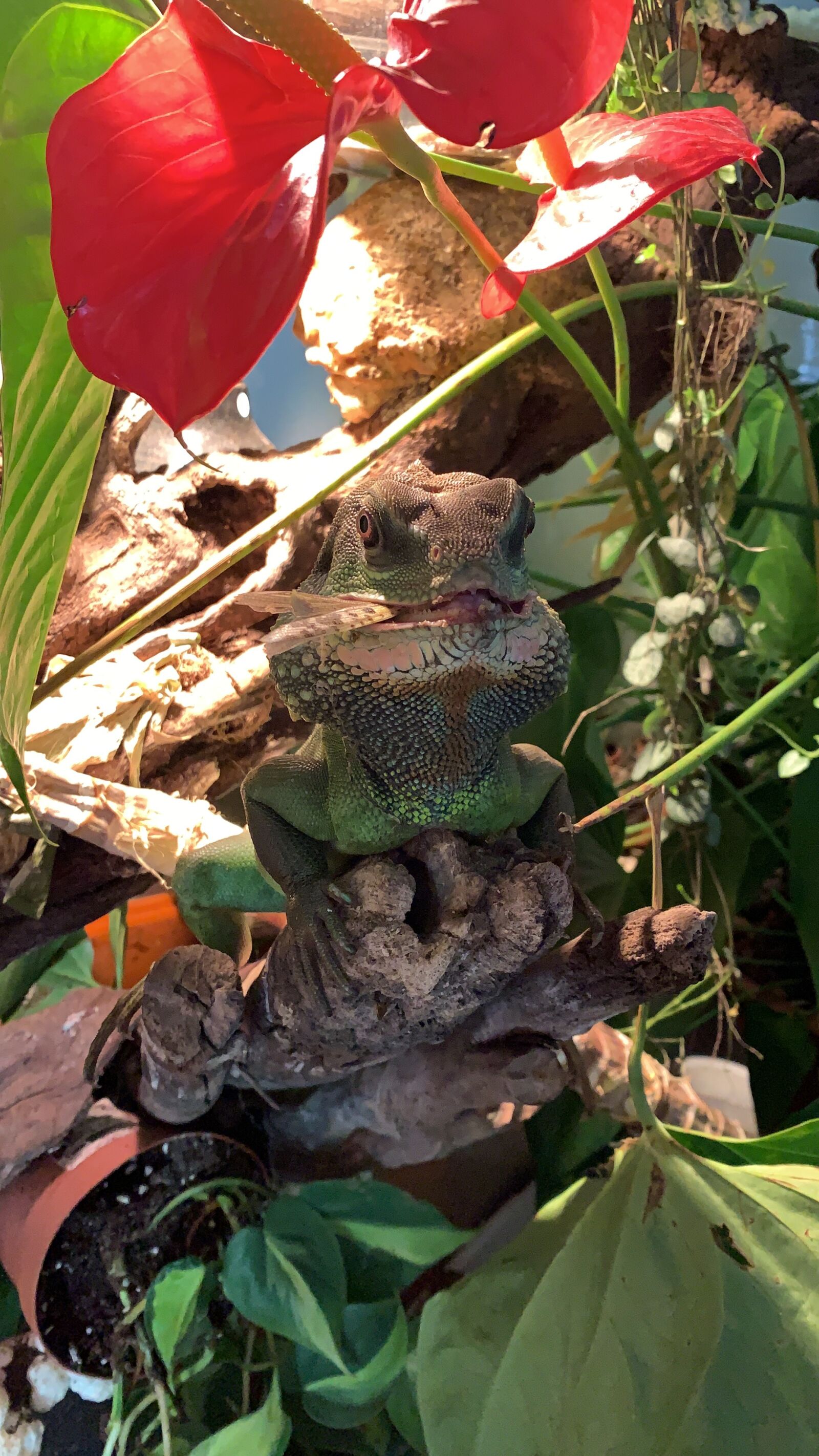 Apple iPhone XR sample photo. Pet, lizard, feeding photography