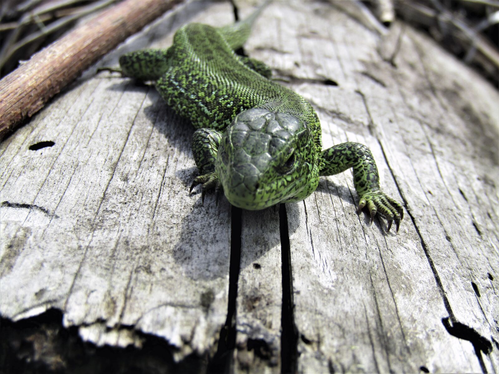 Canon PowerShot SX420 IS sample photo. Lizard, green, reptile photography