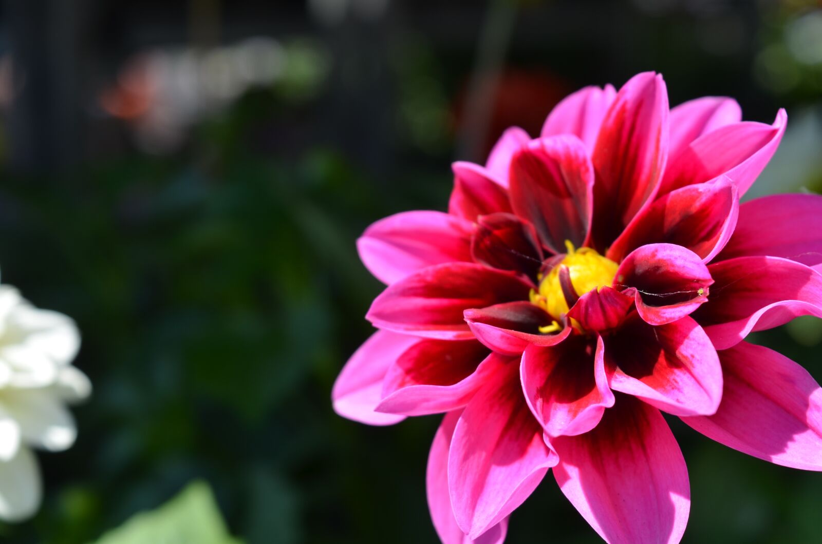 Nikon D7000 sample photo. Plant, flower, floral photography