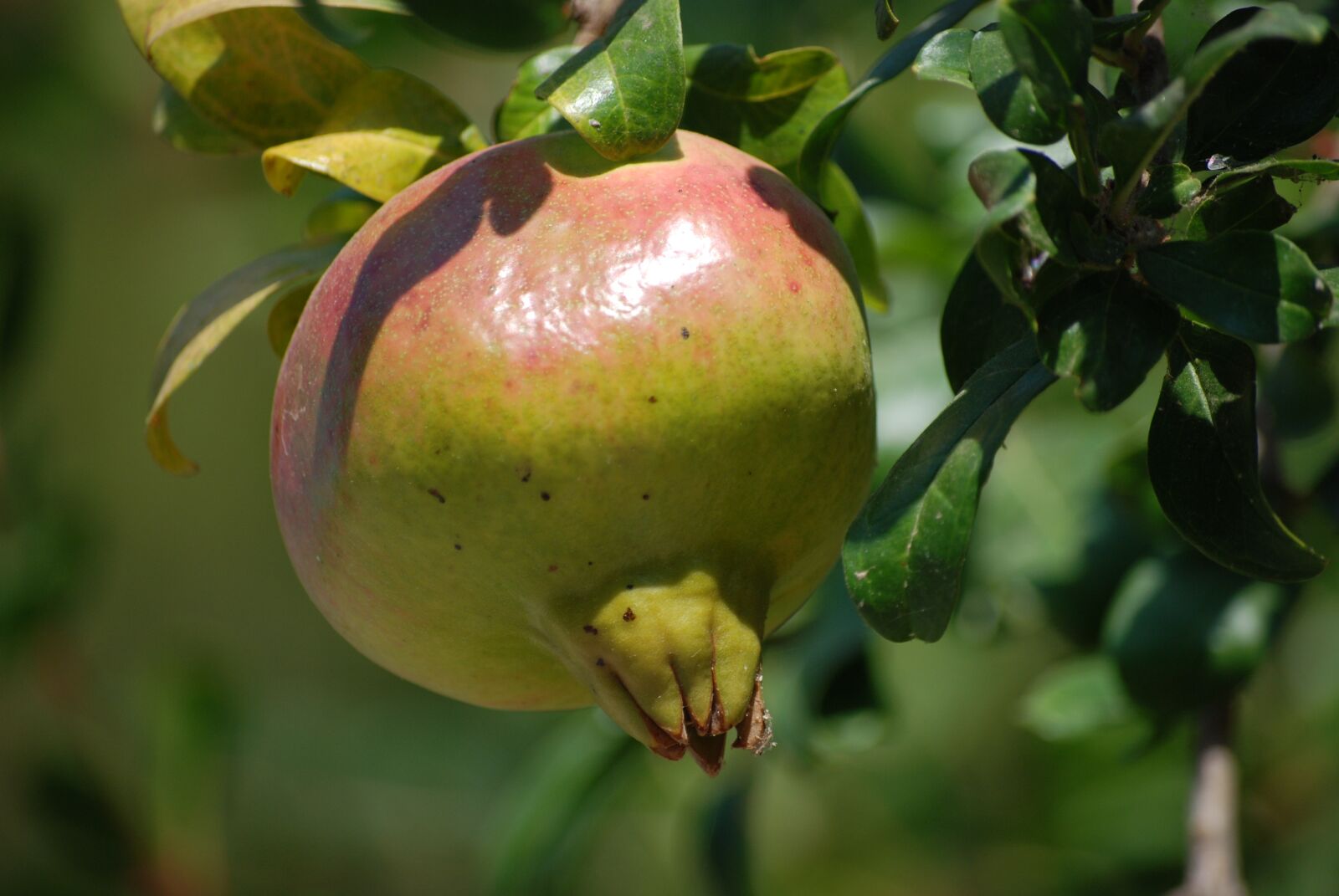 Nikon D80 sample photo. Pomegranate, fruit photography
