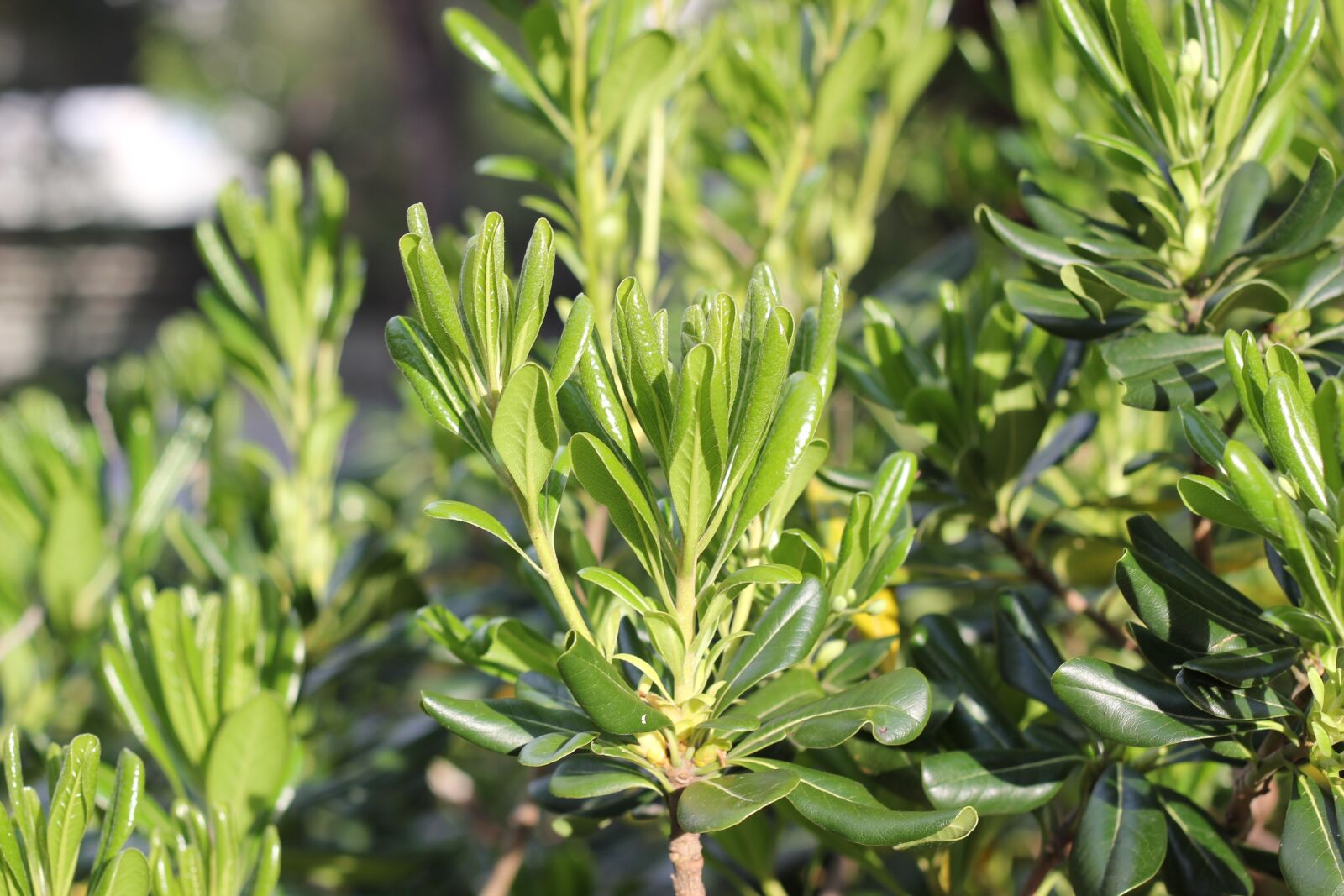 Canon EOS 550D (EOS Rebel T2i / EOS Kiss X4) sample photo. Shrub, vegetation, green photography