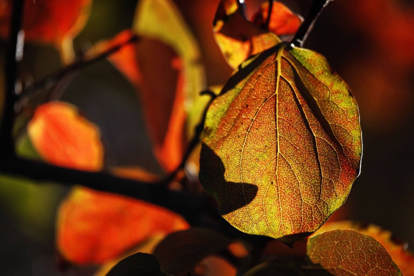 Canon EOS 5D Mark II sample photo. Leaves, color, bright photography