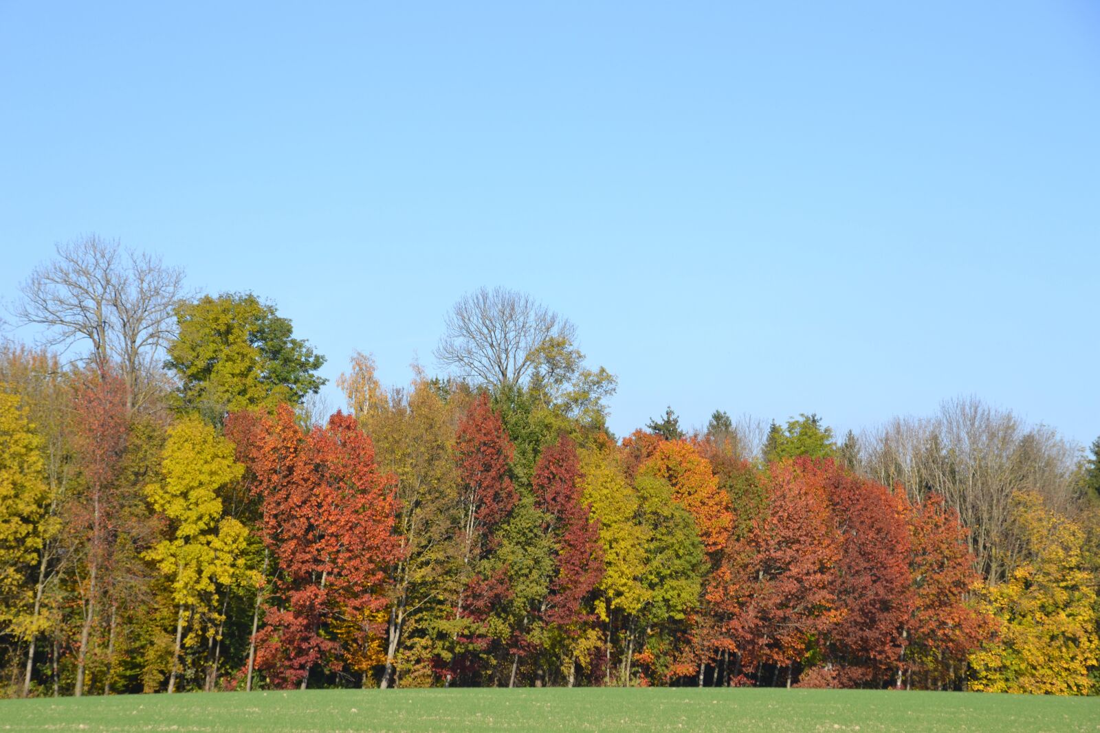 Nikon D3100 sample photo. Autumn, colorful, autumn colours photography