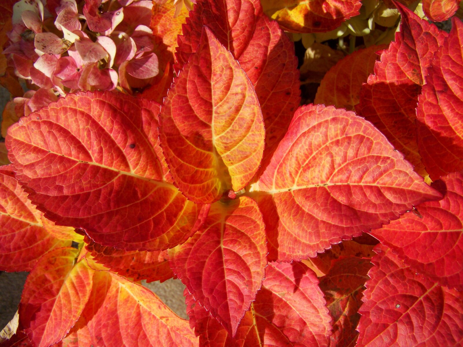 Kodak EASYSHARE ZD710 ZOOM DIGITAL CAMERA sample photo. Discolored hydrangea leaves, autumn photography