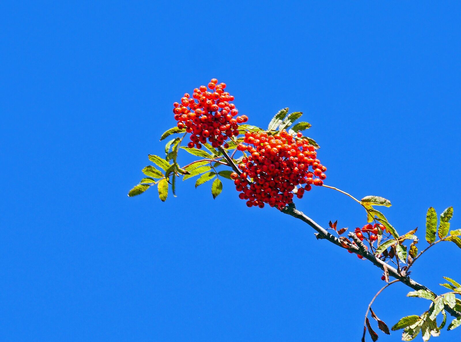 Panasonic Lumix DMC-GH3 sample photo. Rowanberries, umbel, autumn beginning photography