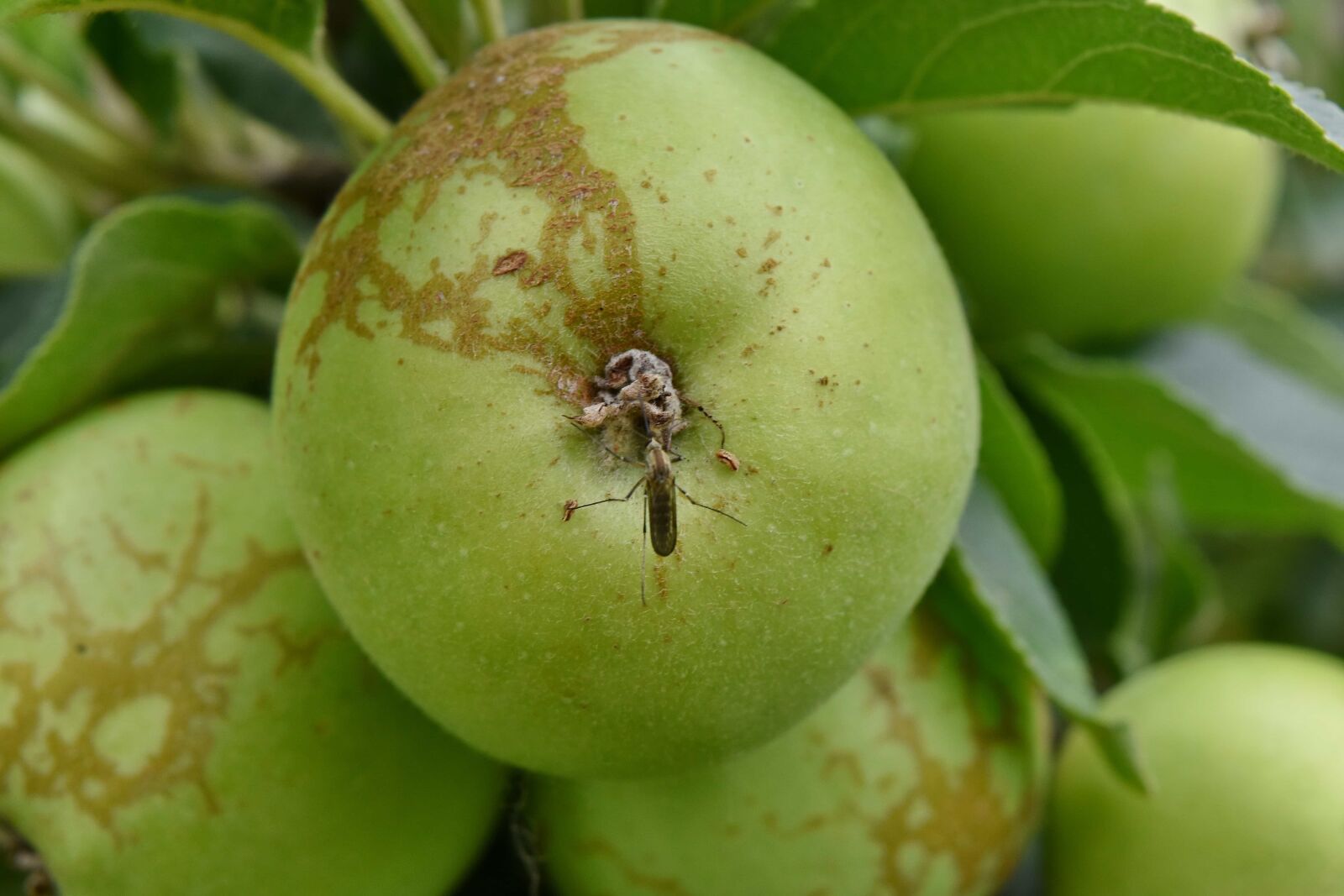Nikon D5500 sample photo. Apple, apple tree, green photography