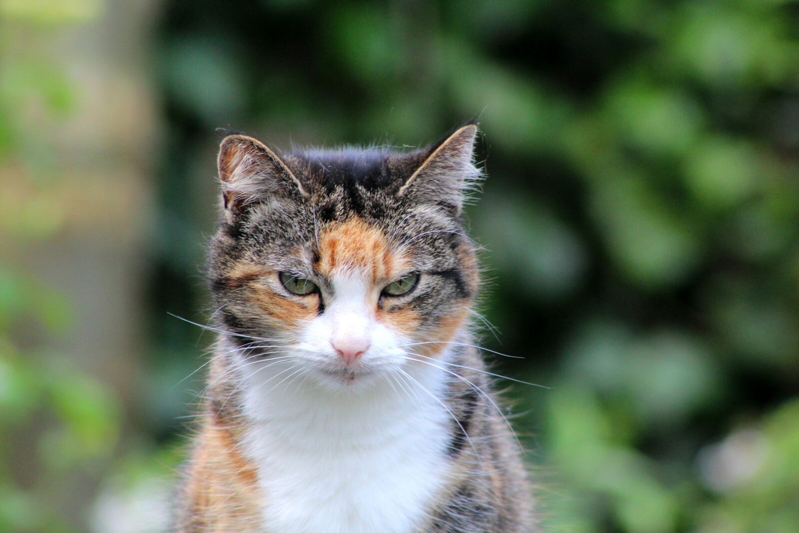 Canon EOS 600D (Rebel EOS T3i / EOS Kiss X5) sample photo. Cats, three color, cat photography