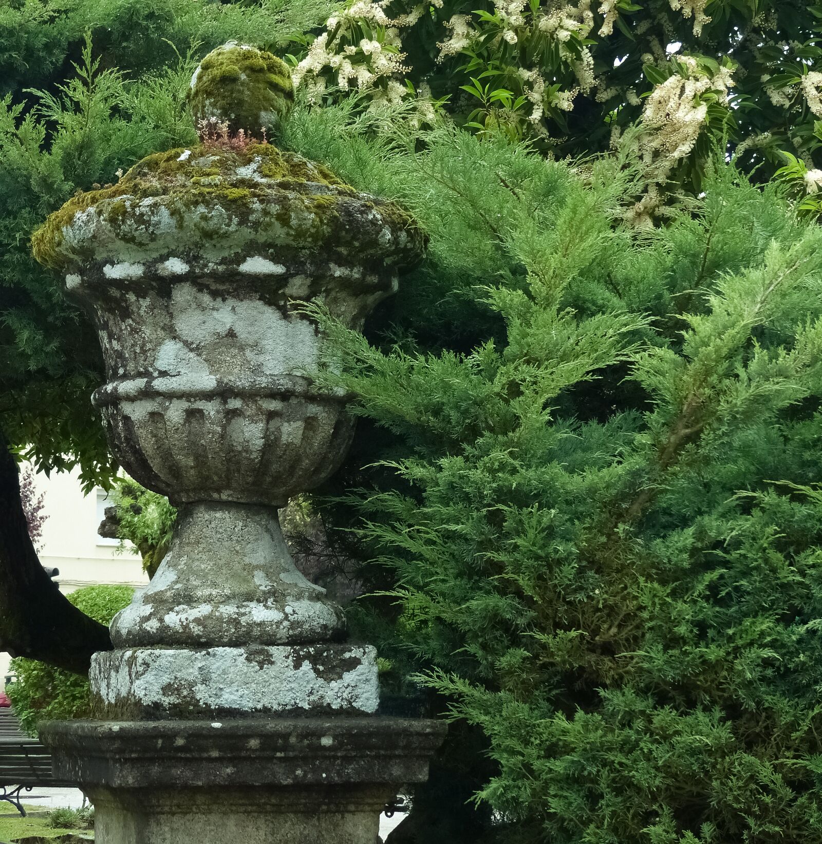 Panasonic Lumix DMC-FZ200 sample photo. Vase, park, conifer photography