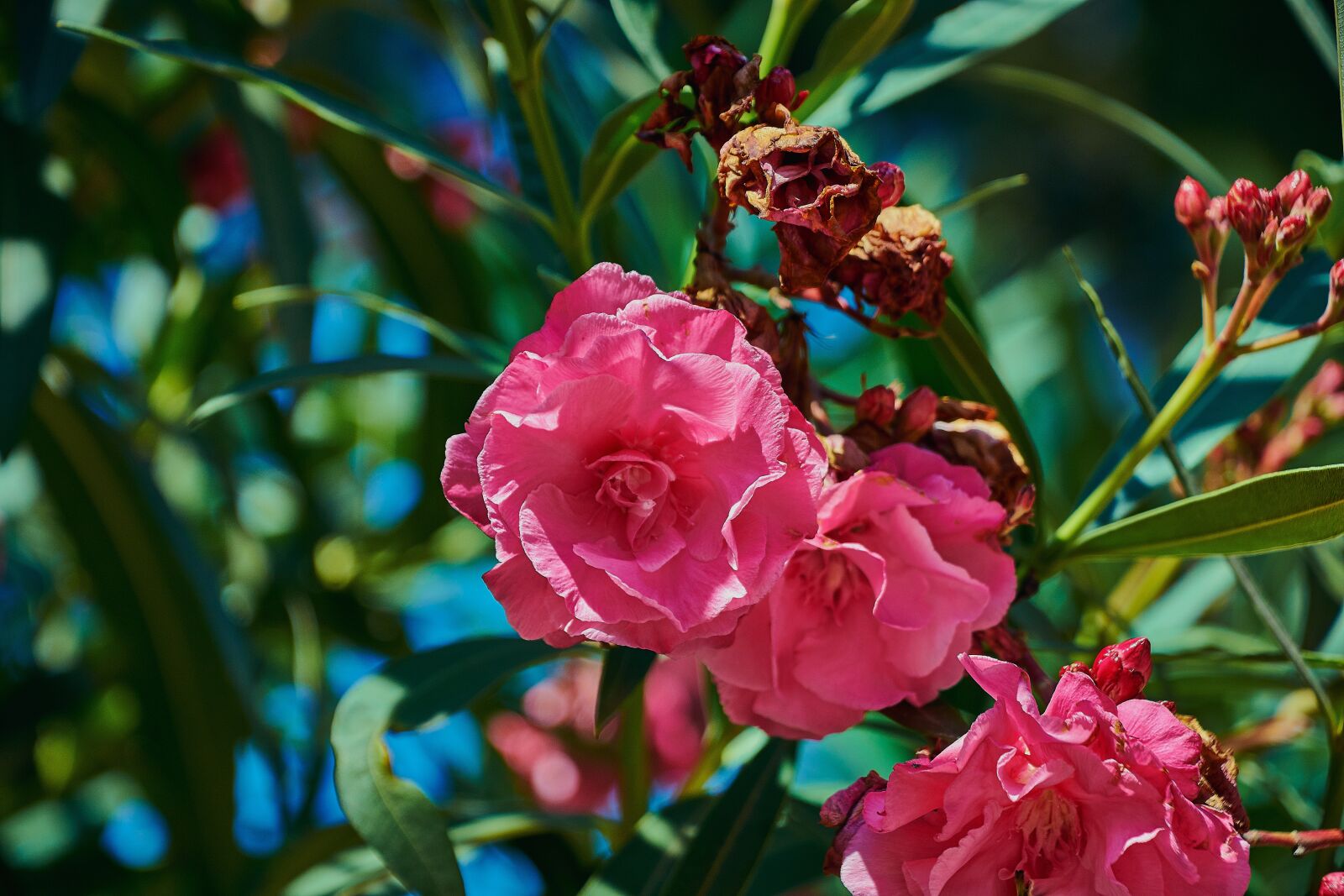 Nikon D7200 sample photo. Flower, red, summer photography