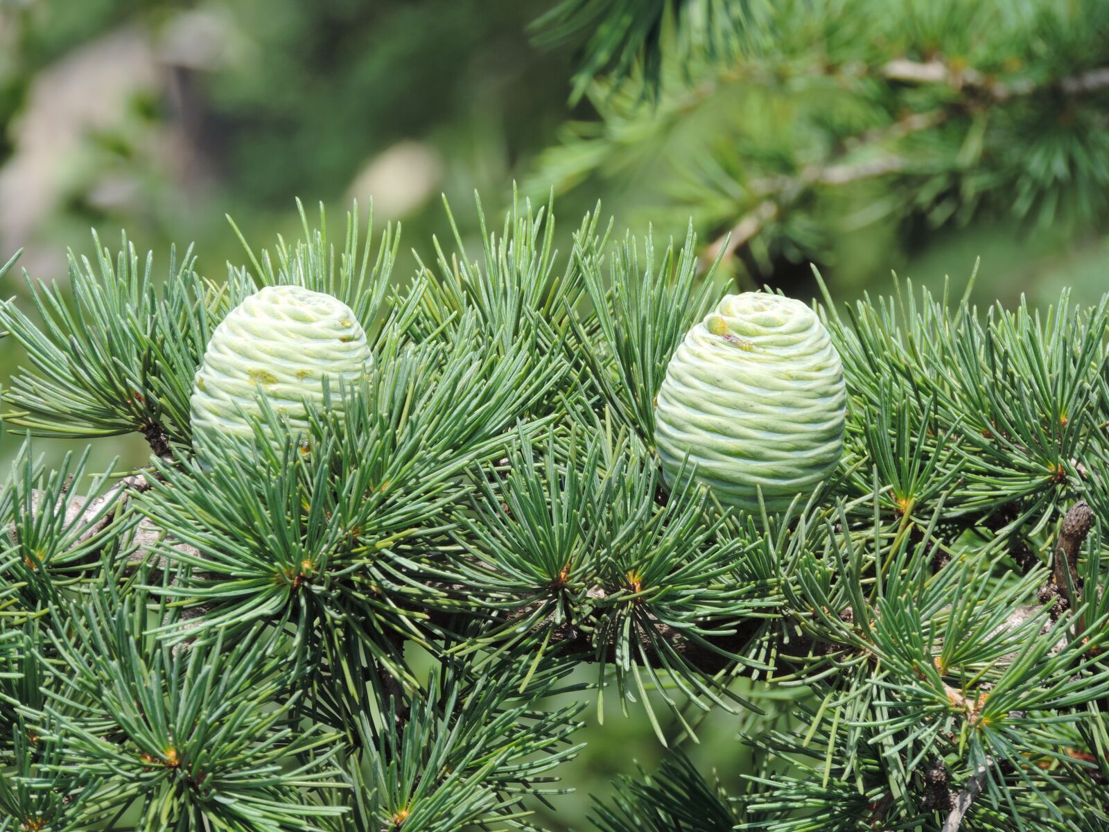 Nikon Coolpix P520 sample photo. Cone, tree, pine photography