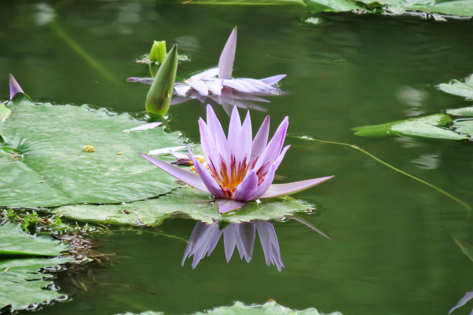 Canon PowerShot SX40 HS sample photo. Lotus, nature, flower photography