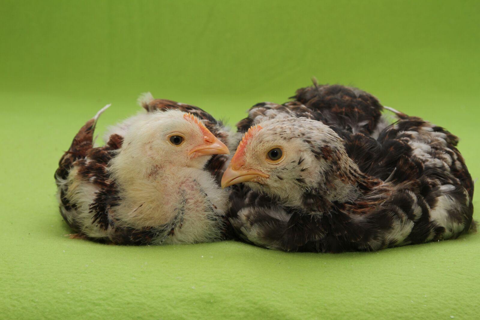 Canon EOS 7D sample photo. Chicks, salmon chick, salmon photography