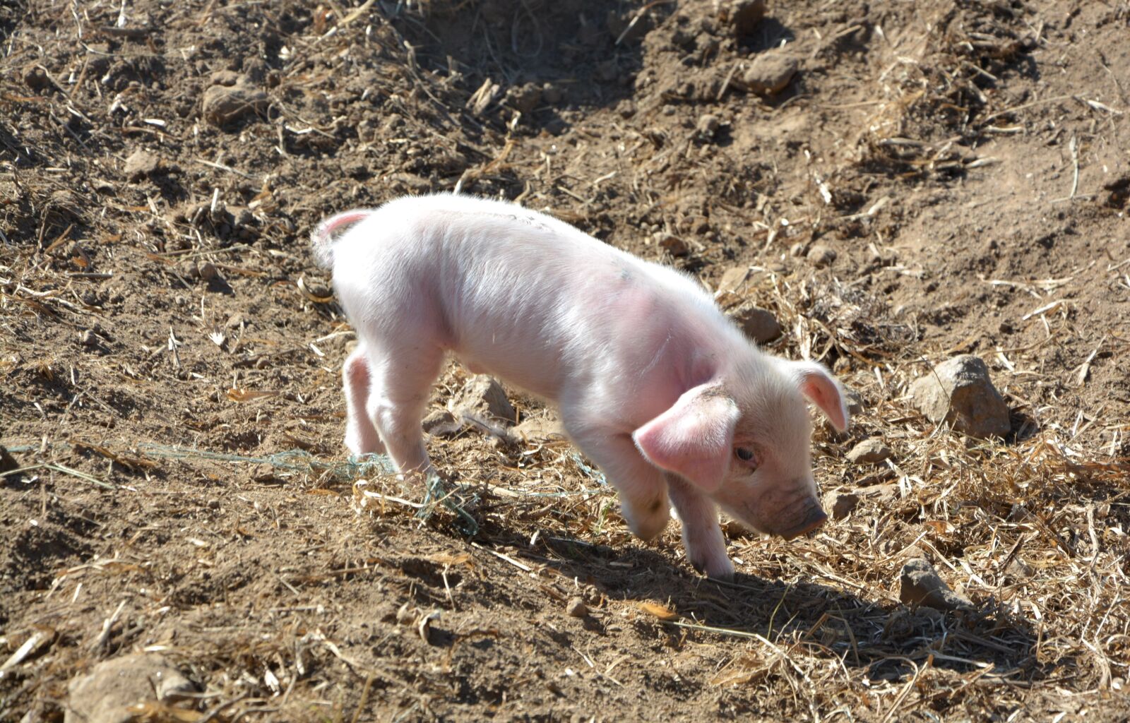 Nikon D5200 sample photo. Piglet, pork, pig photography