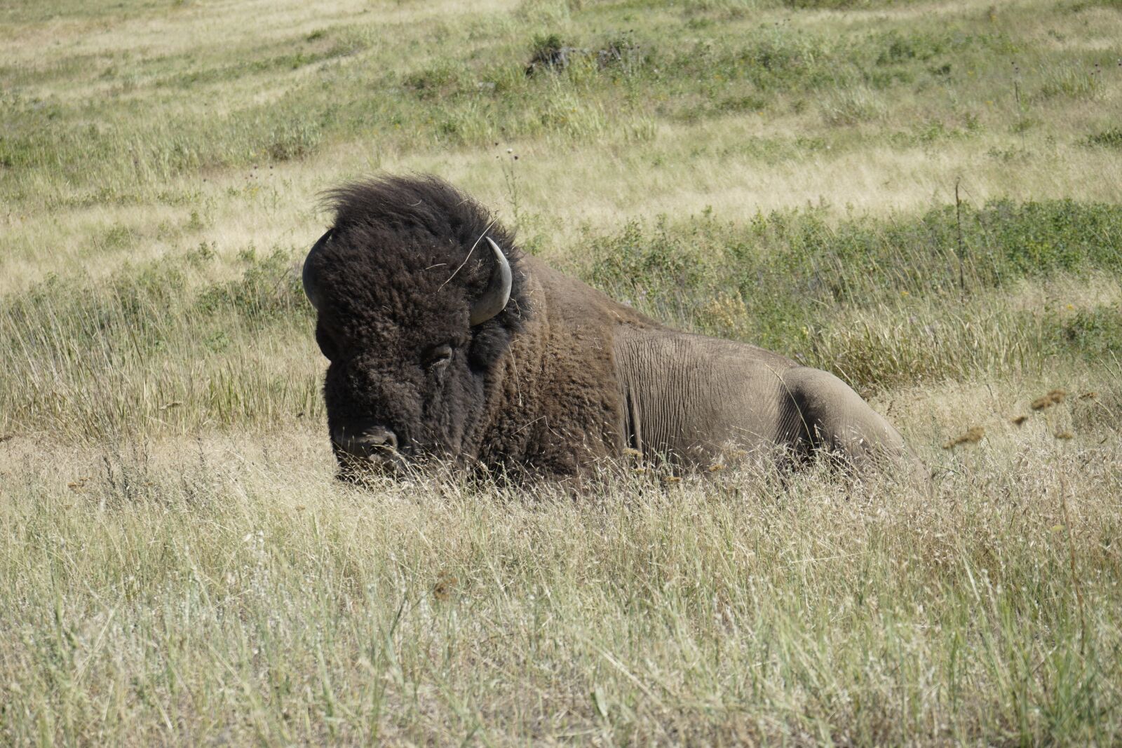 Sony a7 II + Sony FE 28-70mm F3.5-5.6 OSS sample photo. Bison, national bison refuge photography