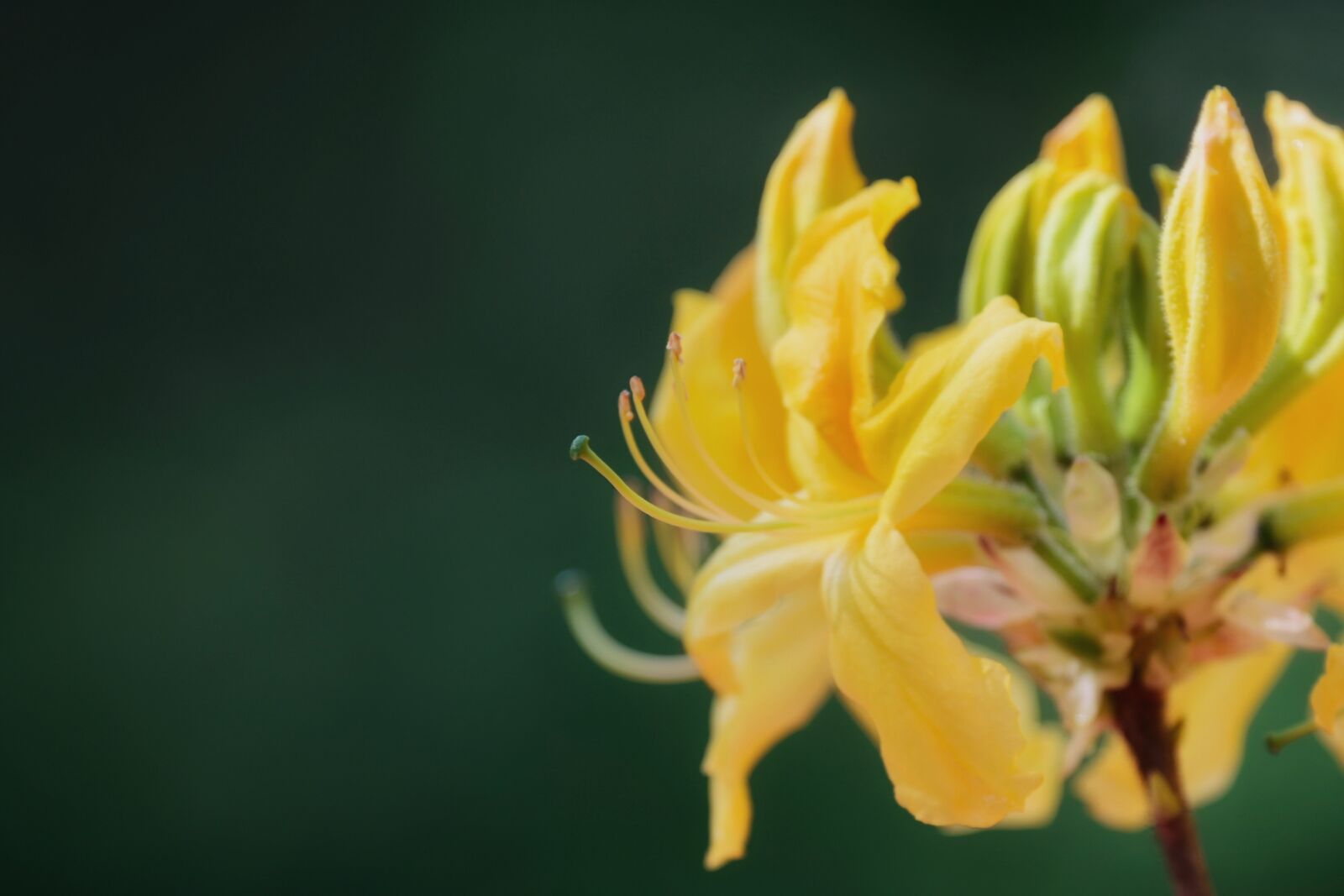 Nikon Z6 sample photo. Rhododendron, yellow, blossom photography
