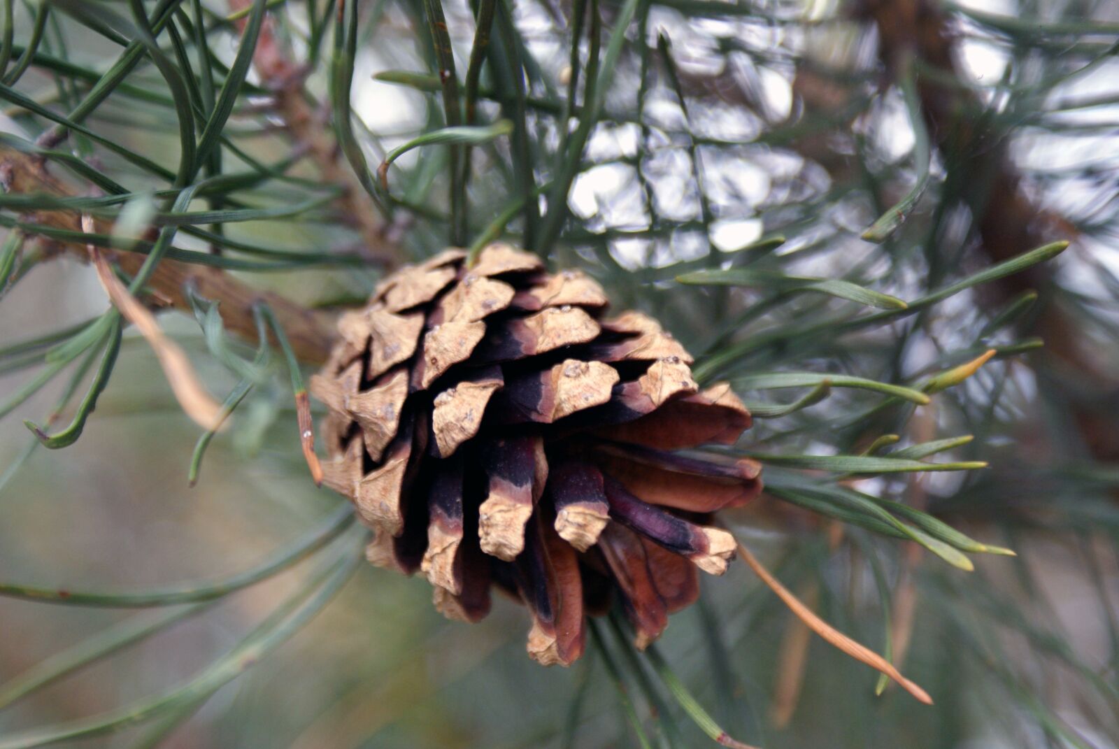 Sony Alpha DSLR-A300 sample photo. Nature, plant, pine photography