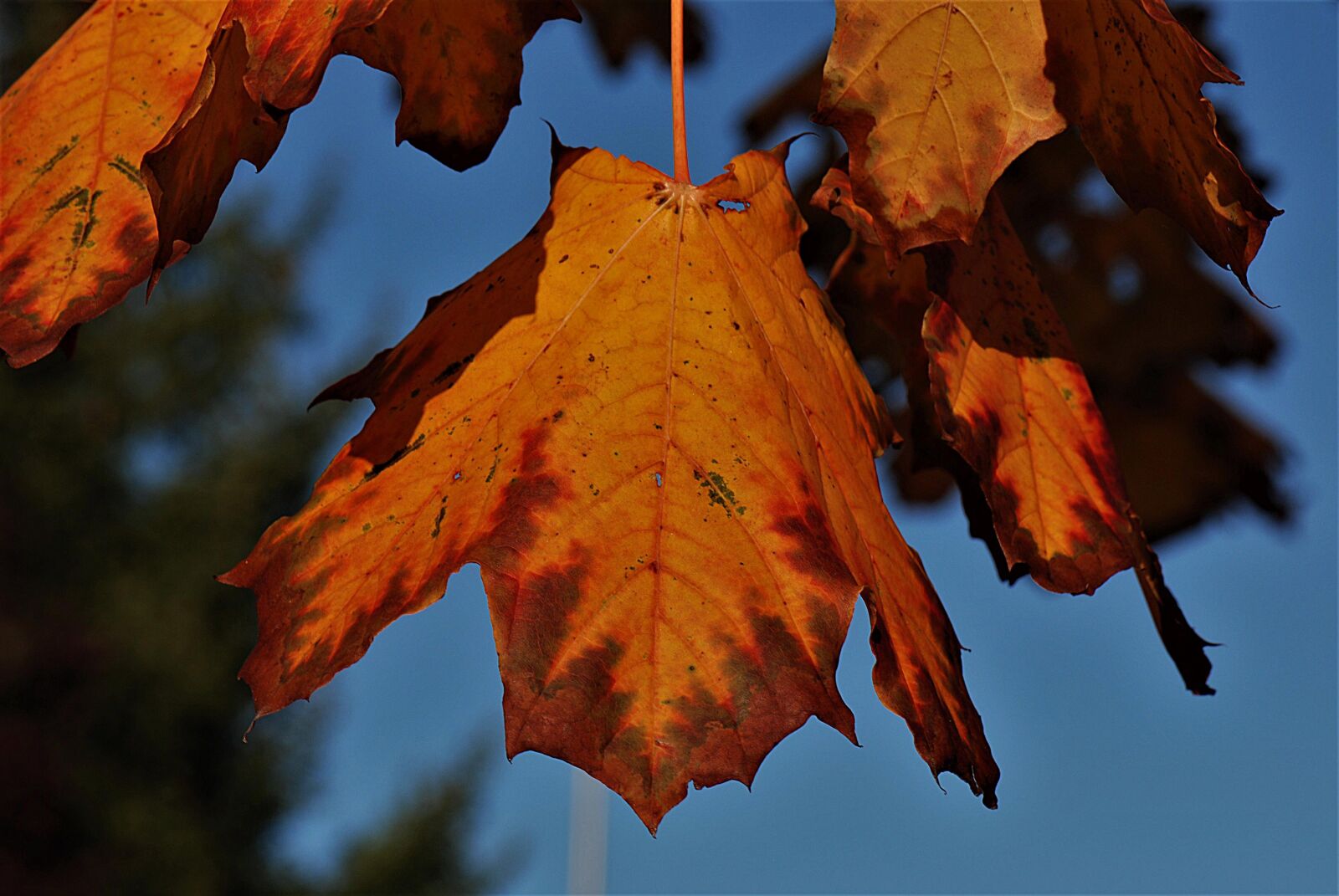 Nikon D80 sample photo. Leaves, autumn, discolored photography