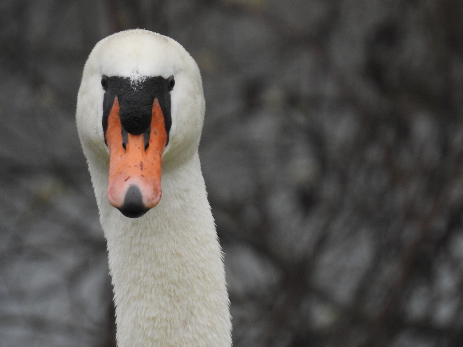 Nikon Coolpix P900 sample photo. Bird, swan, portrait photography
