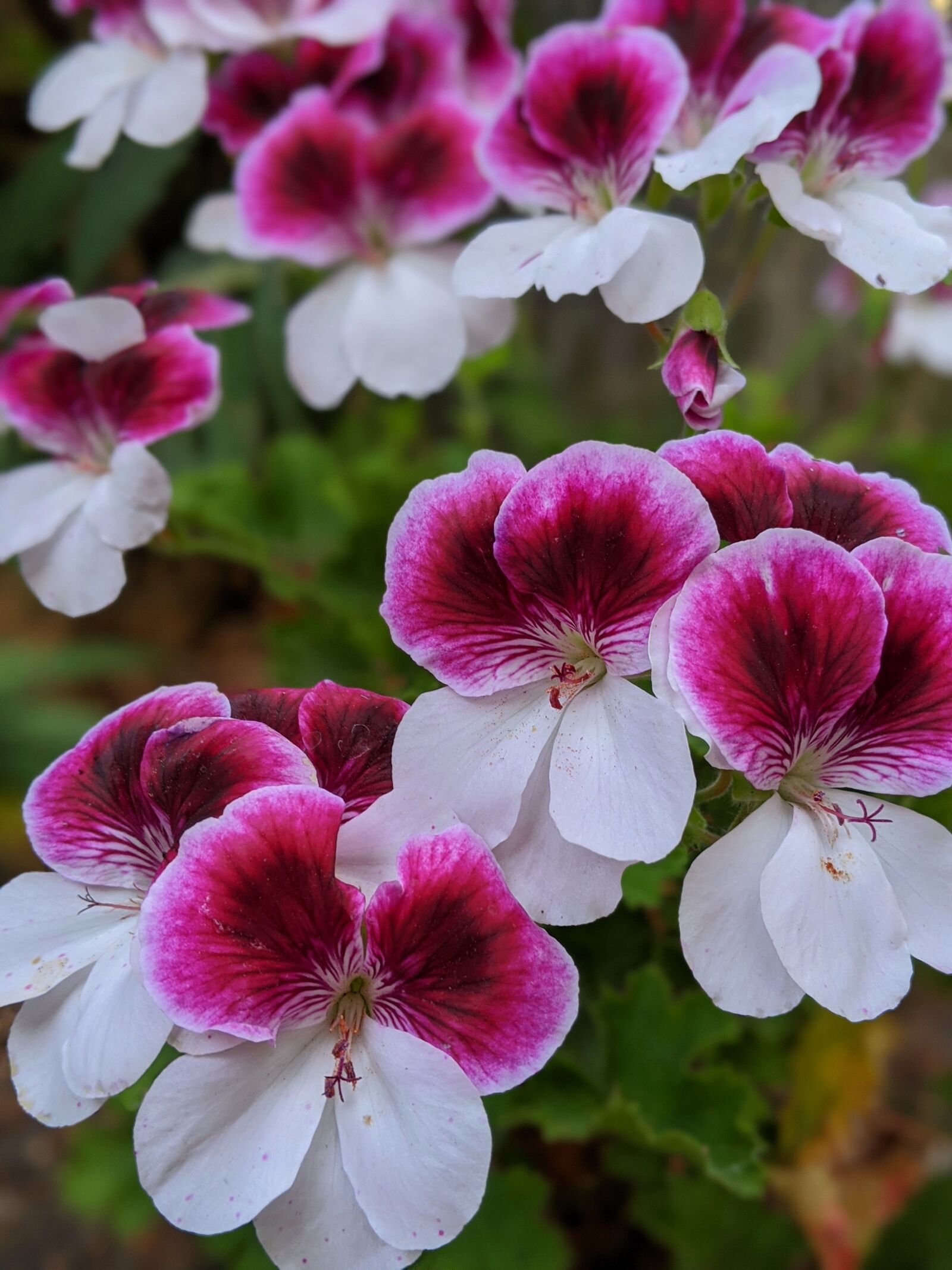 Google Pixel 3 XL sample photo. Geraniums, pink flowers, white photography