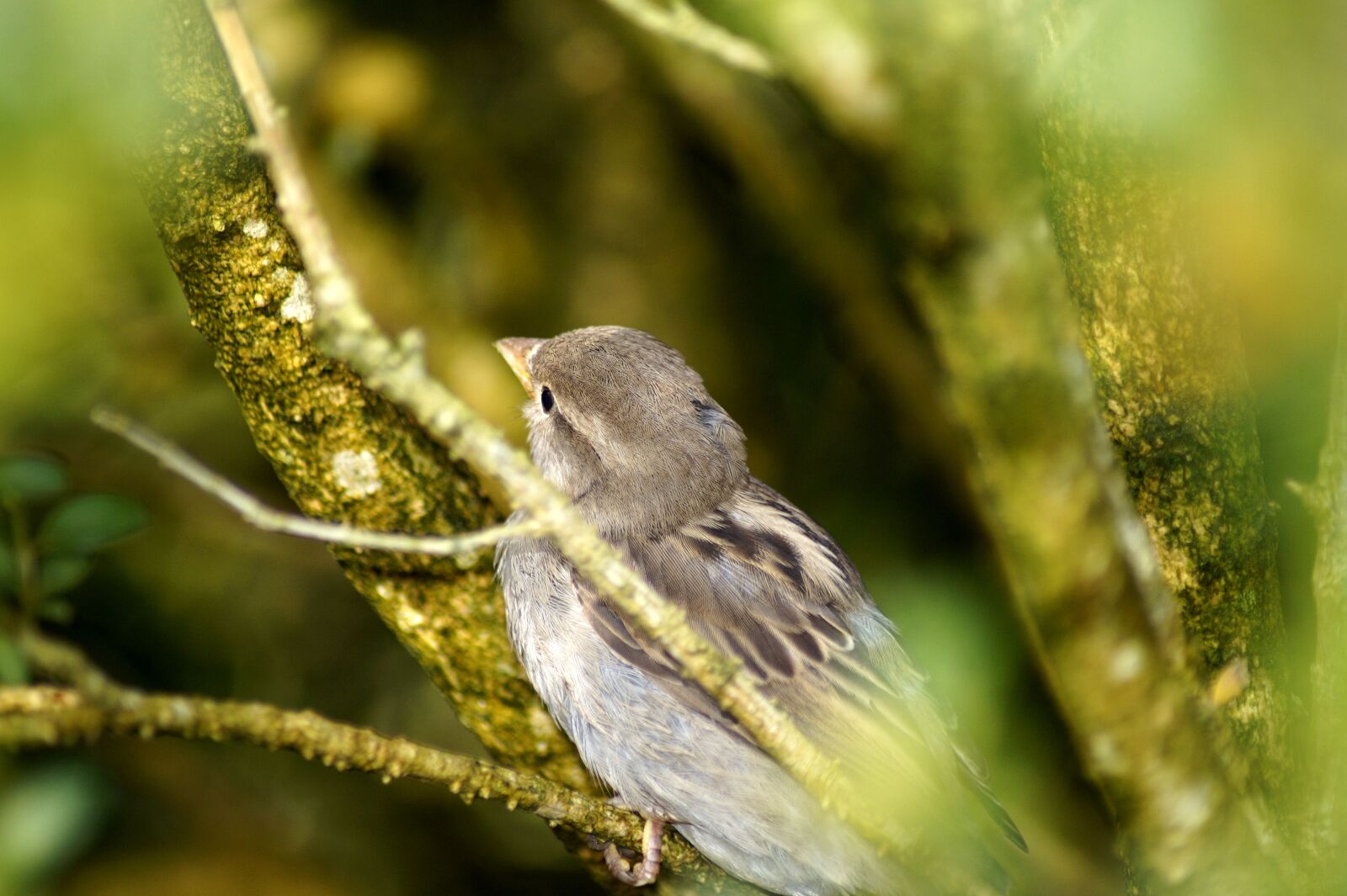 Sony SLT-A58 sample photo. Bird, sparrow, feather photography