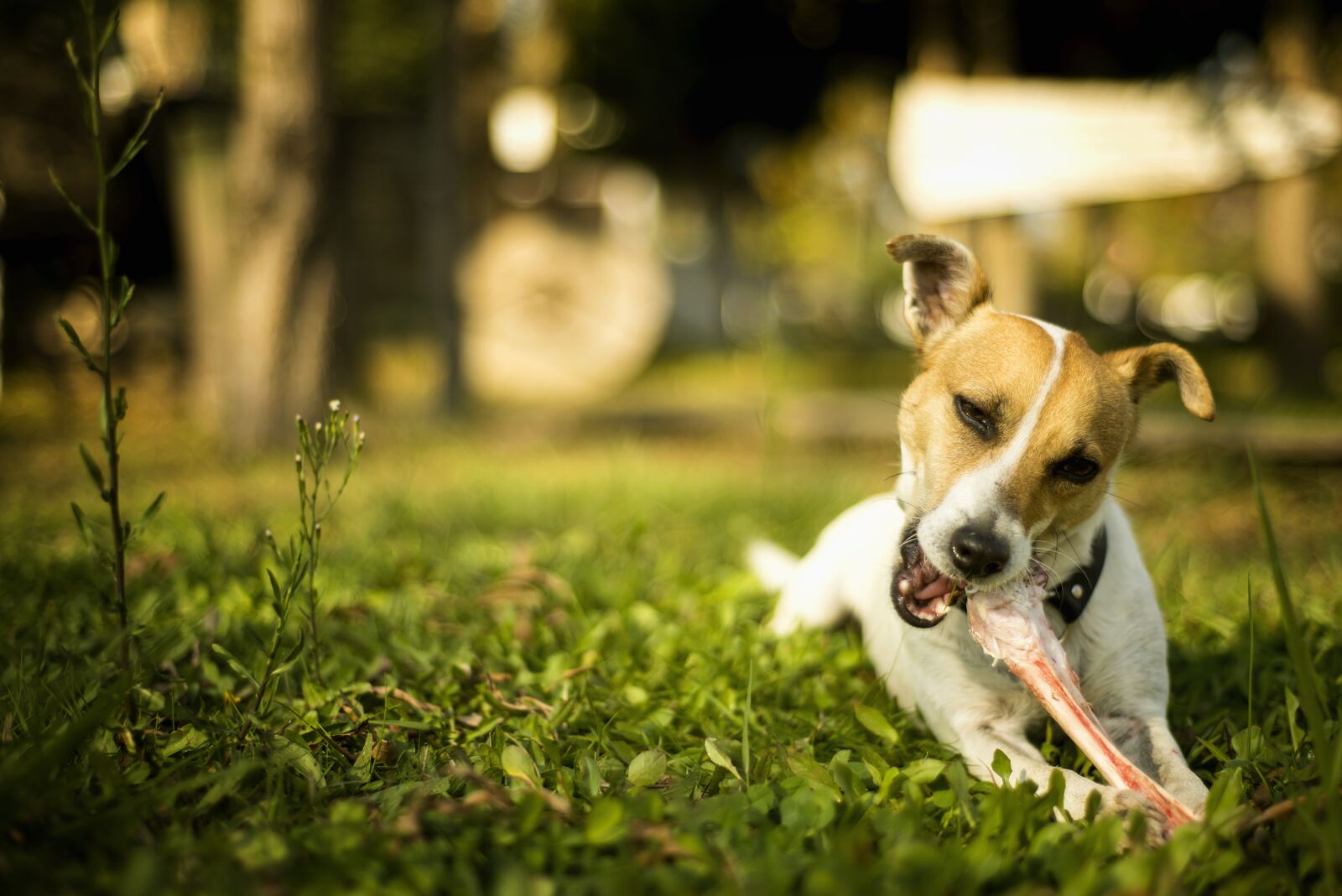 Nikon D800 sample photo. Dog, animal, a grass photography