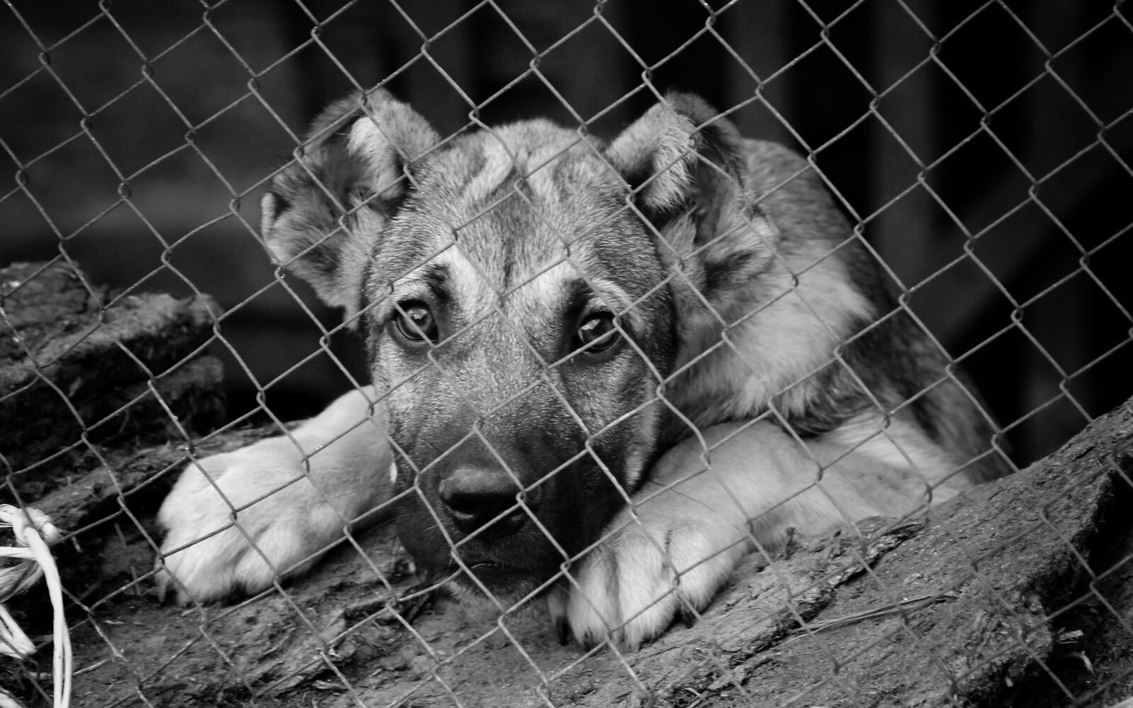 Canon EOS 60D sample photo. Dog, black, puppy photography