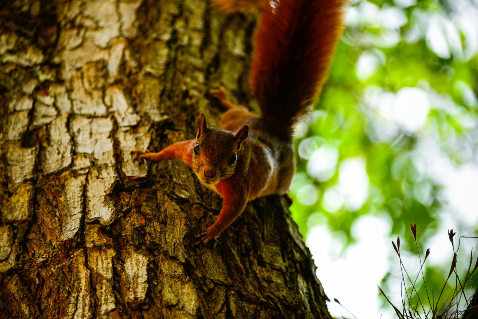 Nikon D800 sample photo. Animal, animal portrait, squirrel photography