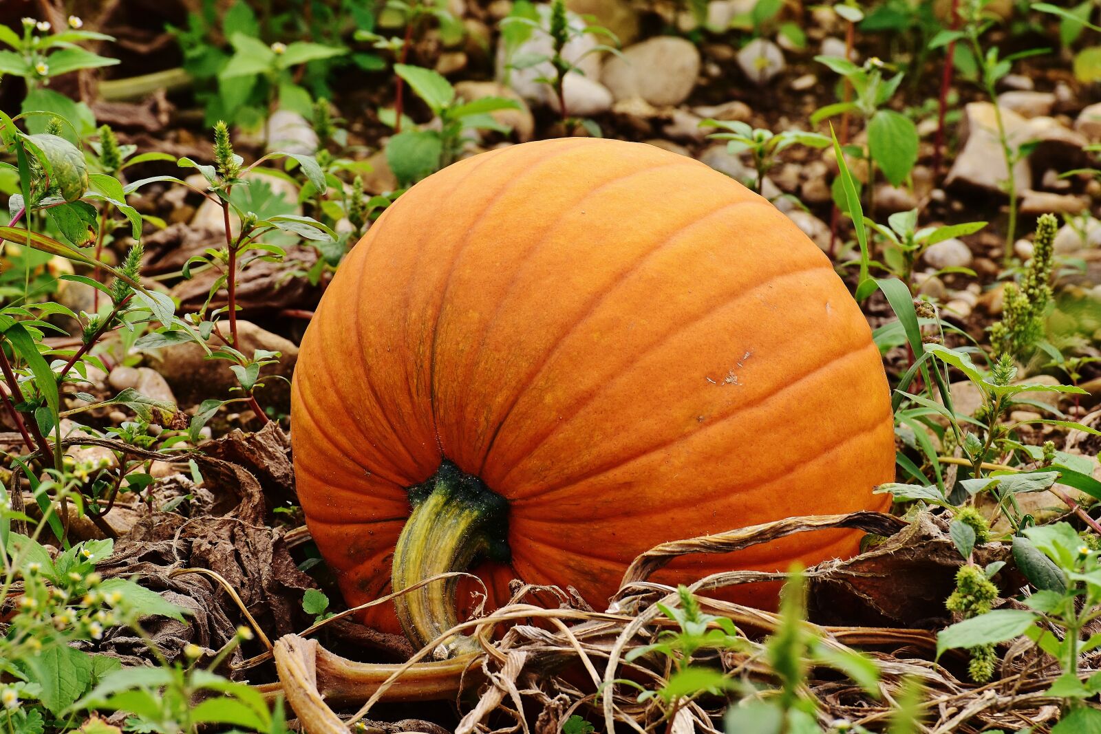 Nikon D7200 sample photo. Pumpkins, autumn, autumn decoration photography