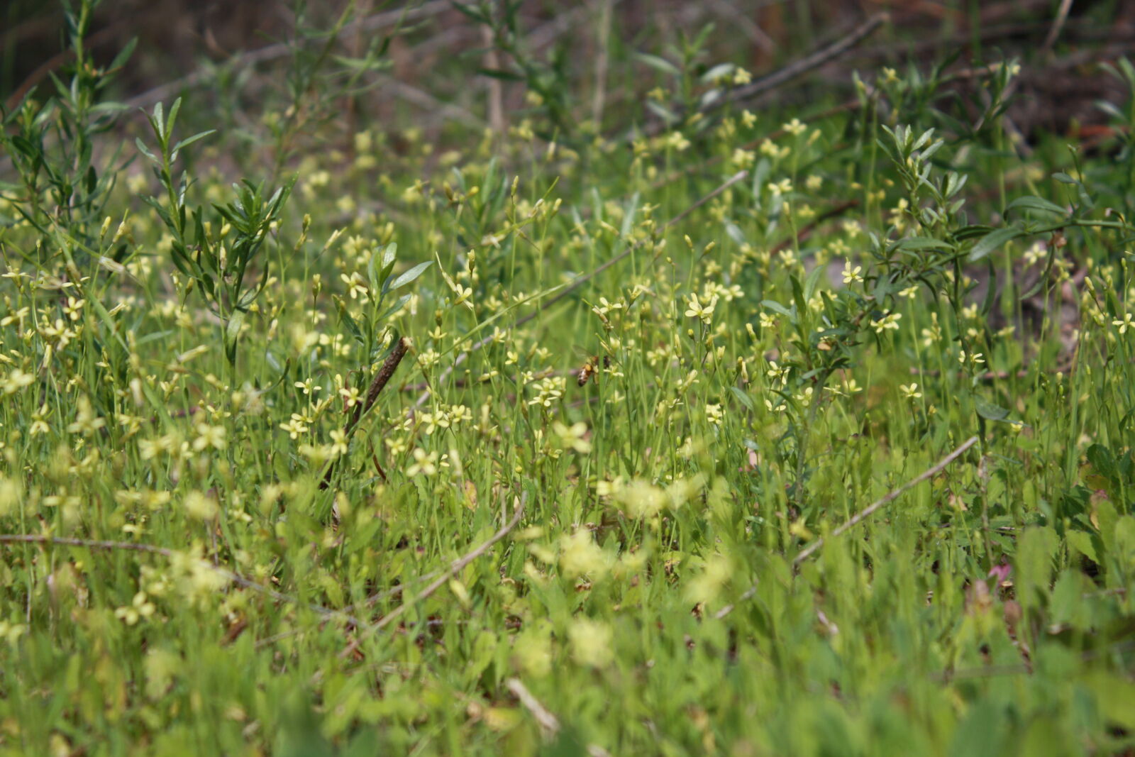 Canon EOS 1000D (EOS Digital Rebel XS / EOS Kiss F) sample photo. Wild, grass photography